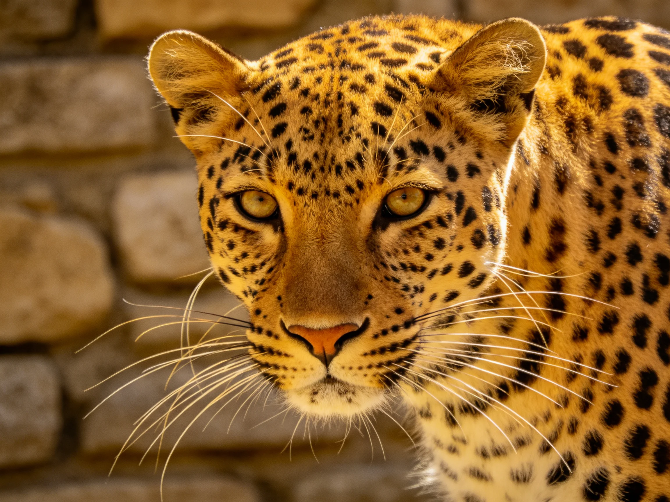 Golden-spotted leopard gazes toward the viewer near a stone wall.