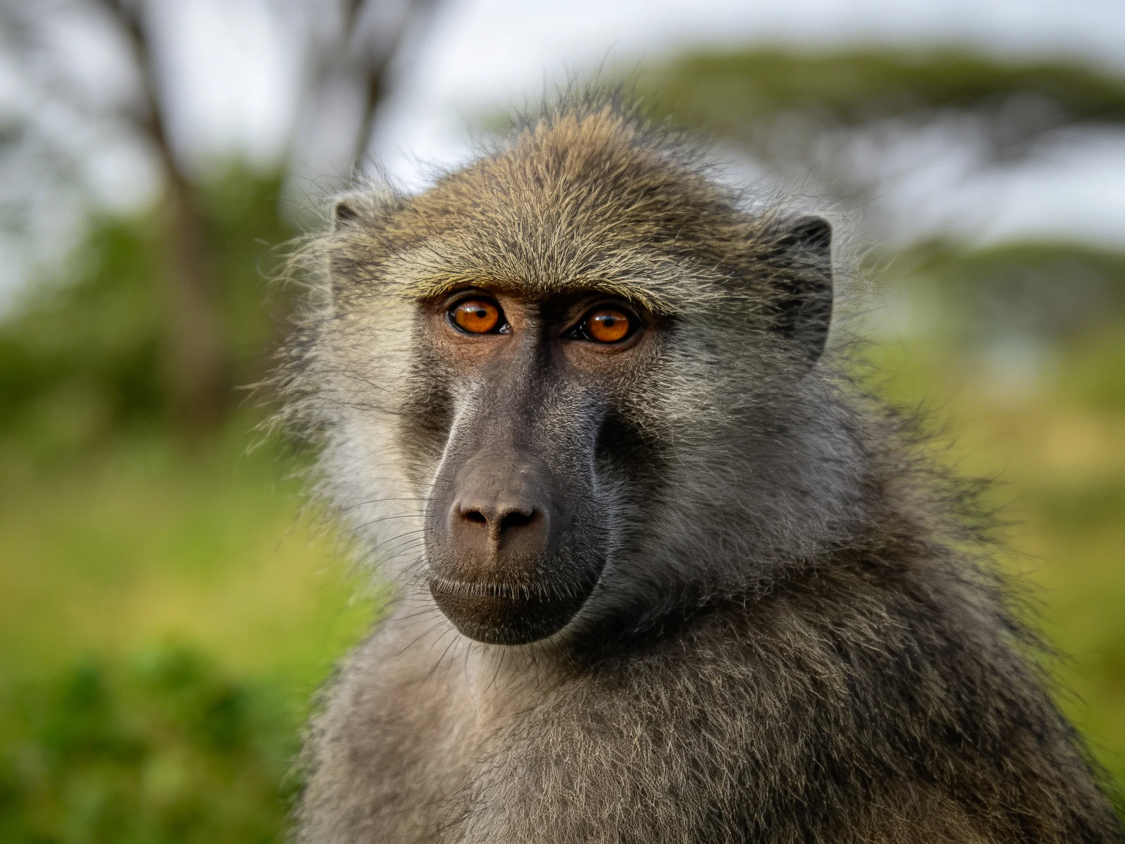Close - up of a gray baboon with amber eyes in a natural landscape