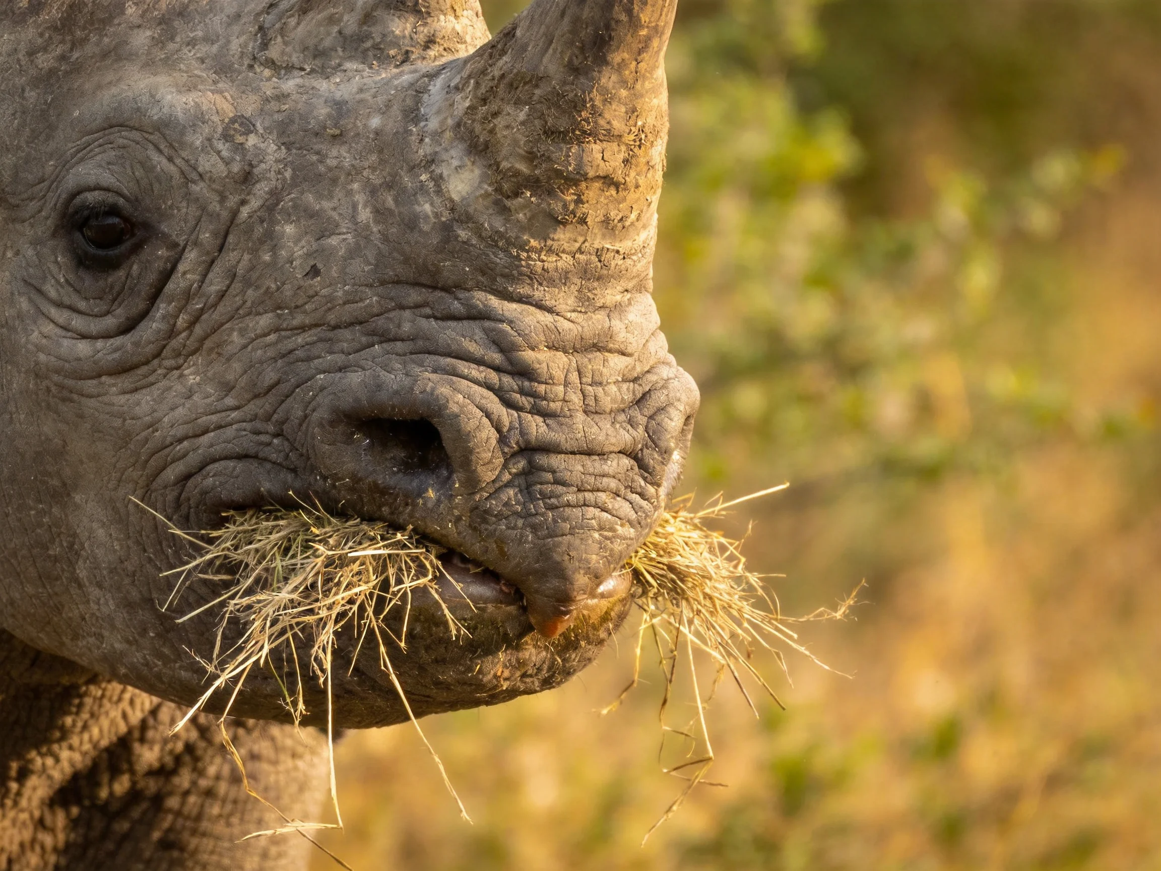 Close-up of a gray rhino munching golden hay outdoors