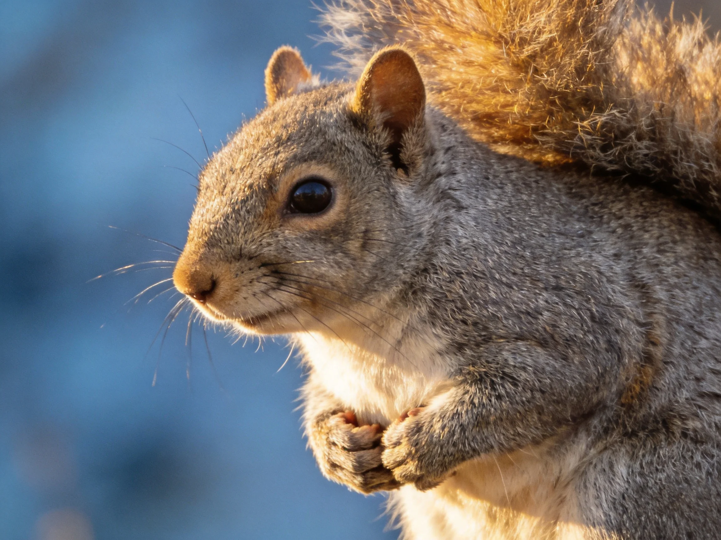 A gray squirrel is shown up close with sunlight illuminating its fur.