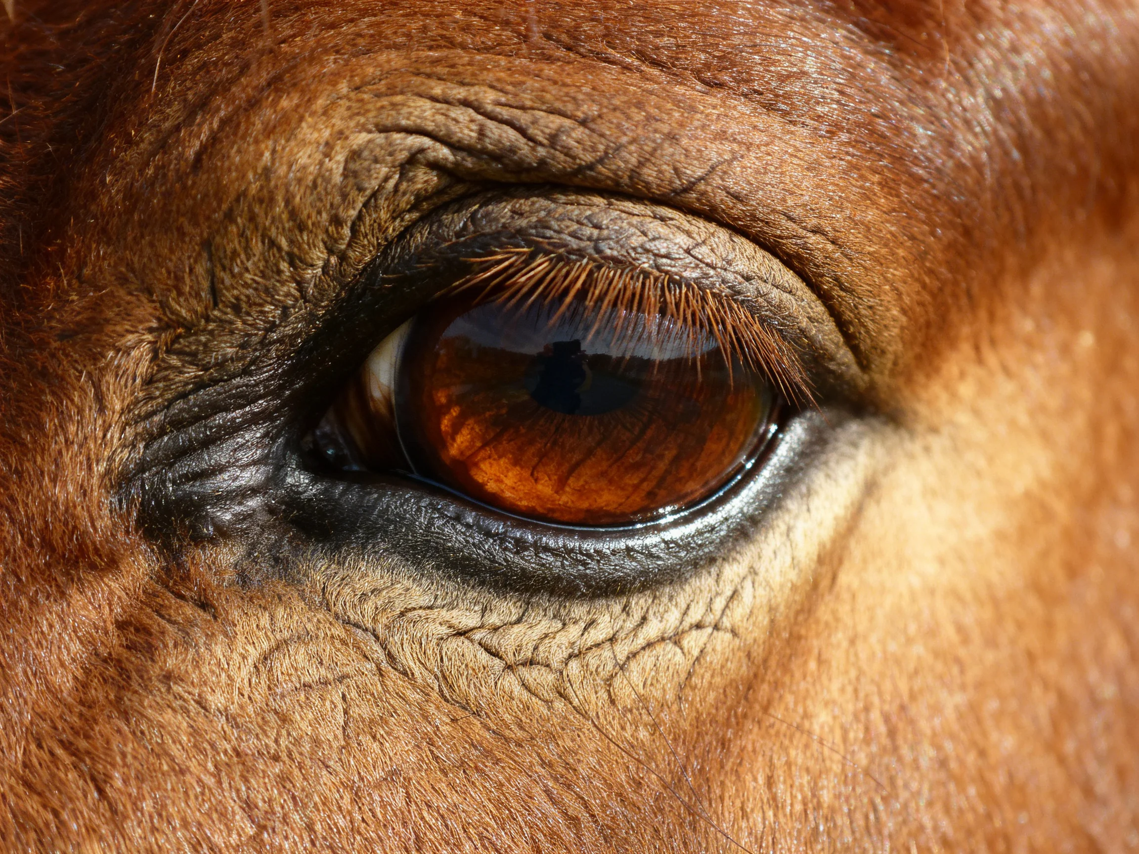A close-up reveals a horse’s amber-brown eye with textured facial skin.