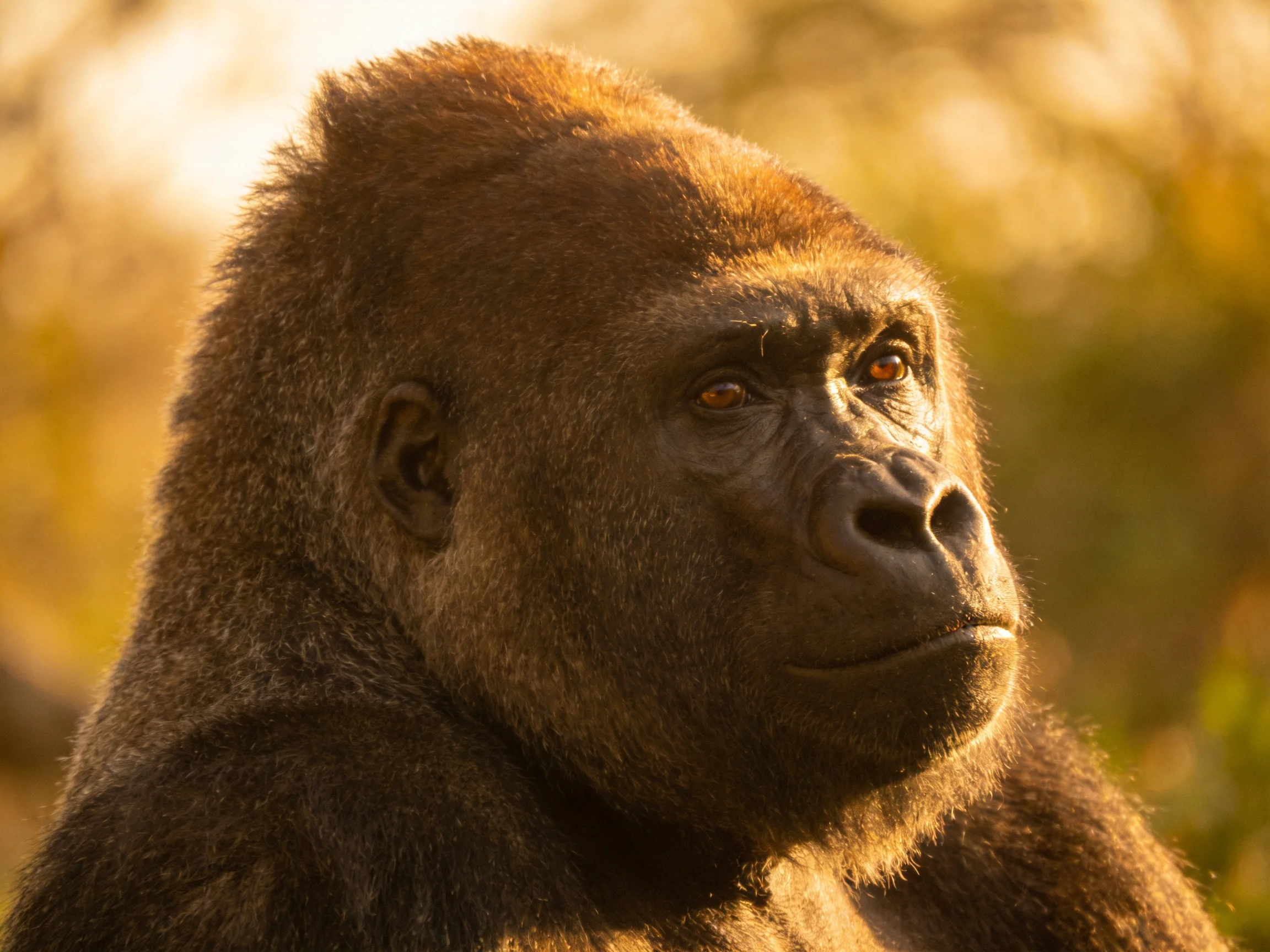 Close-up of a large gorilla with golden sunlight illumination