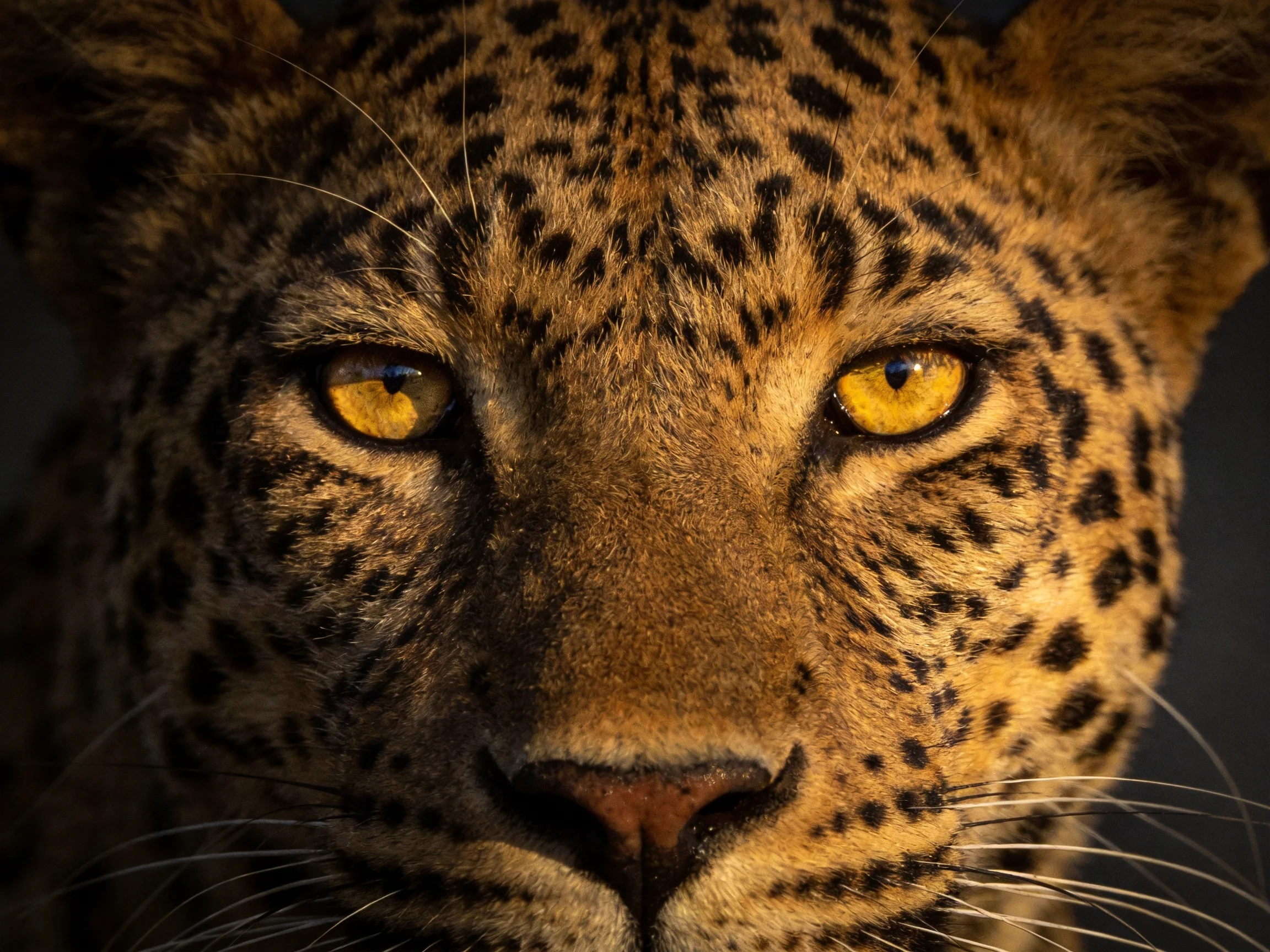 Close-up of a leopard with bright yellow eyes and distinct spotted fur