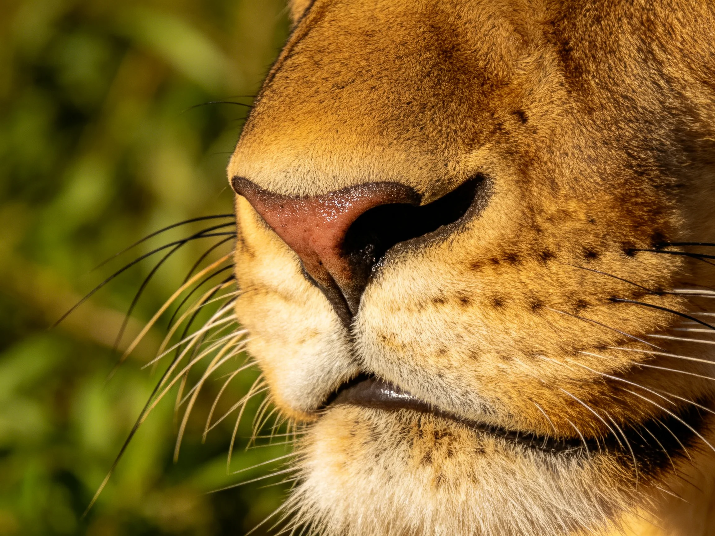 A close - up view of a lionesss nose and mouth with greenery in the background.