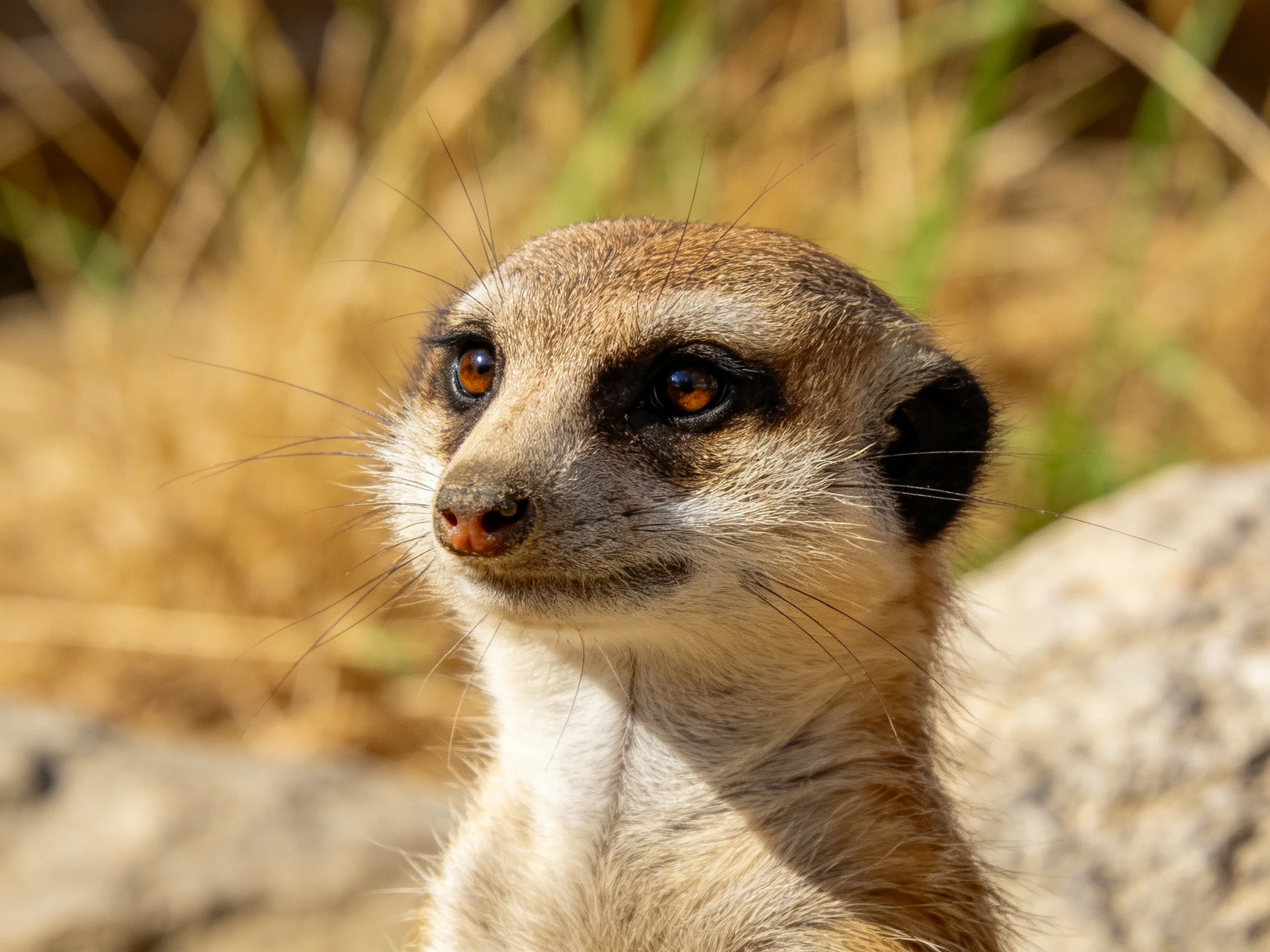 Close-up of a meerkat with tan fur in dry grassland