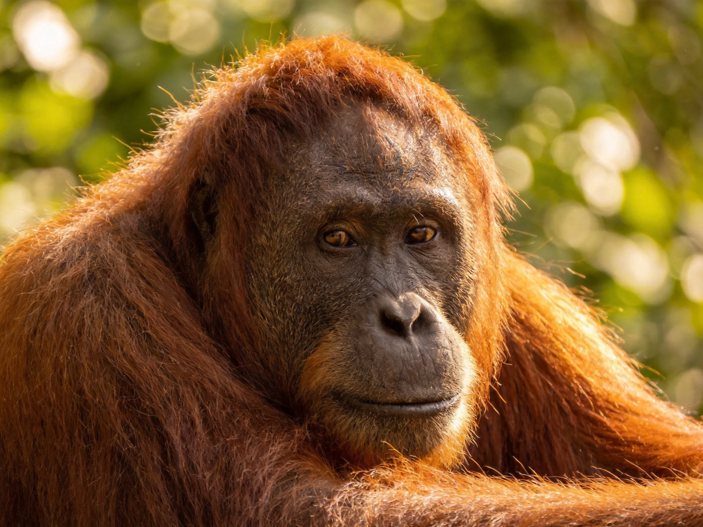Close-up of a reddish-brown orangutan amid sunlit foliage