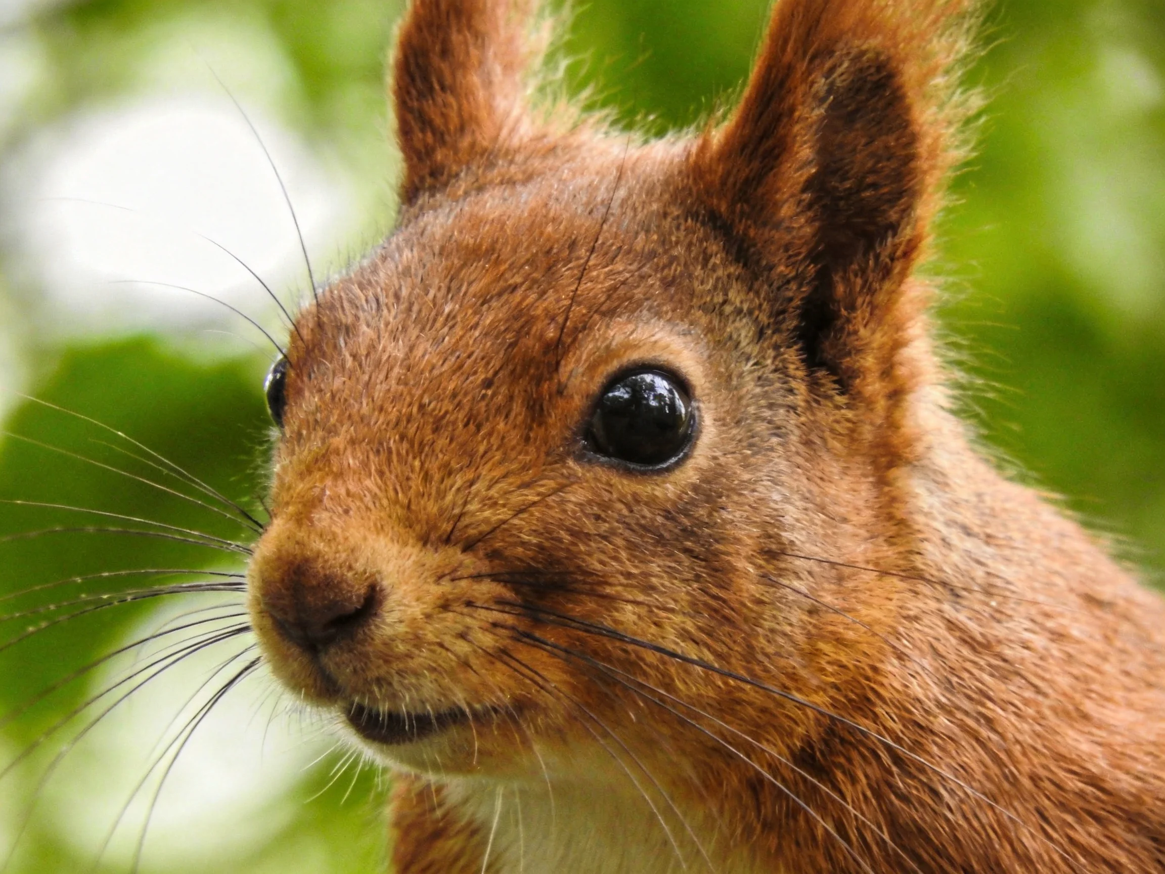 Close - up of a reddish - brown squirrel with glossy black eyes amid green foliage