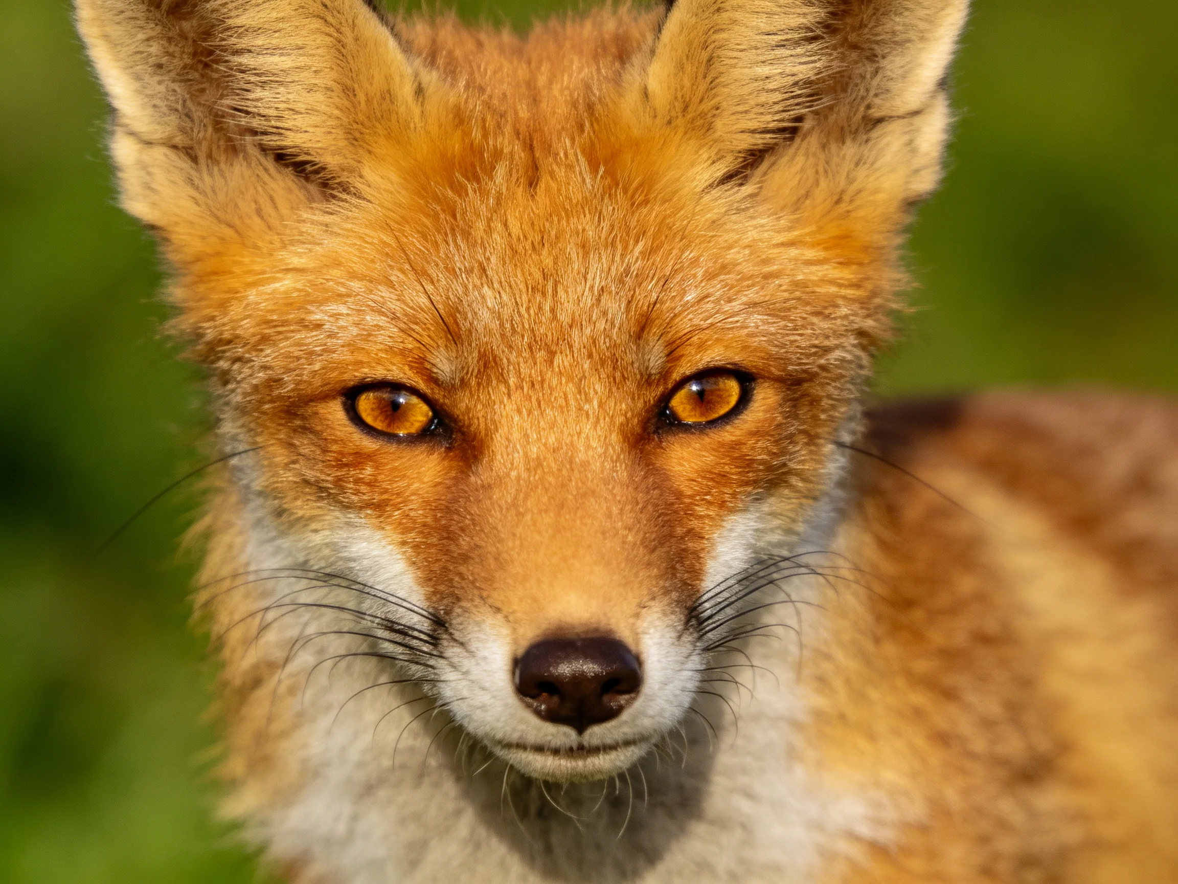 Close - up of a reddish fox with amber eyes amid green foliage