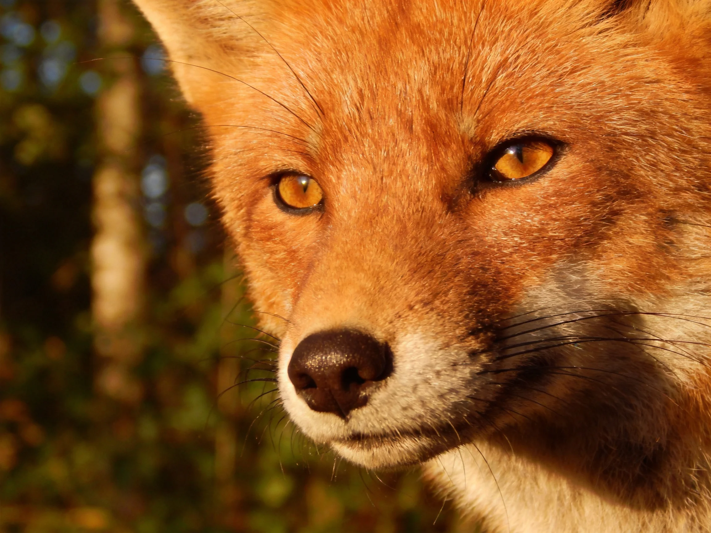 Close - up of a reddish fox with golden eyes in a forest