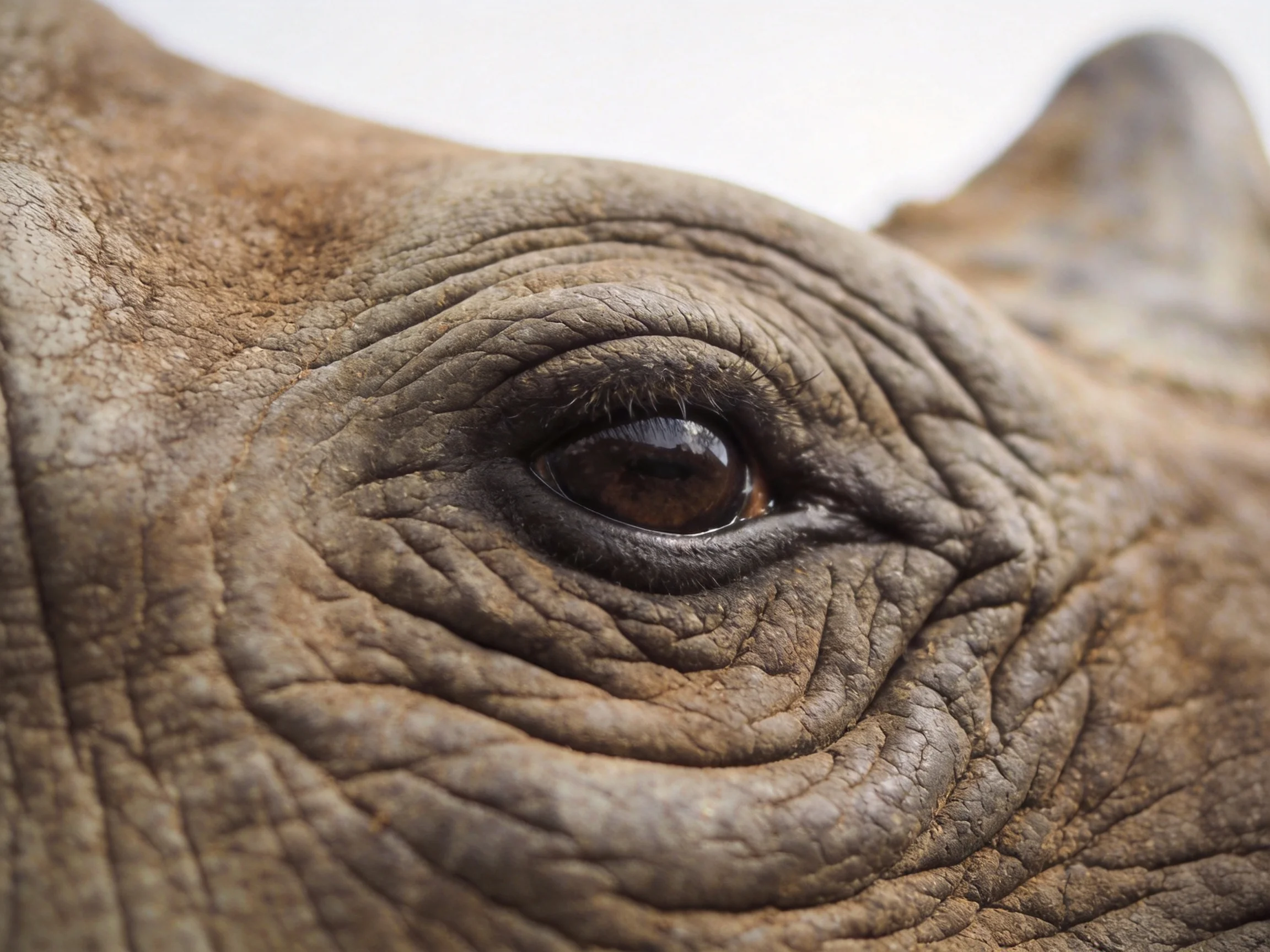 A close - up view of a rhinoceros’ eye with deeply wrinkled skin.