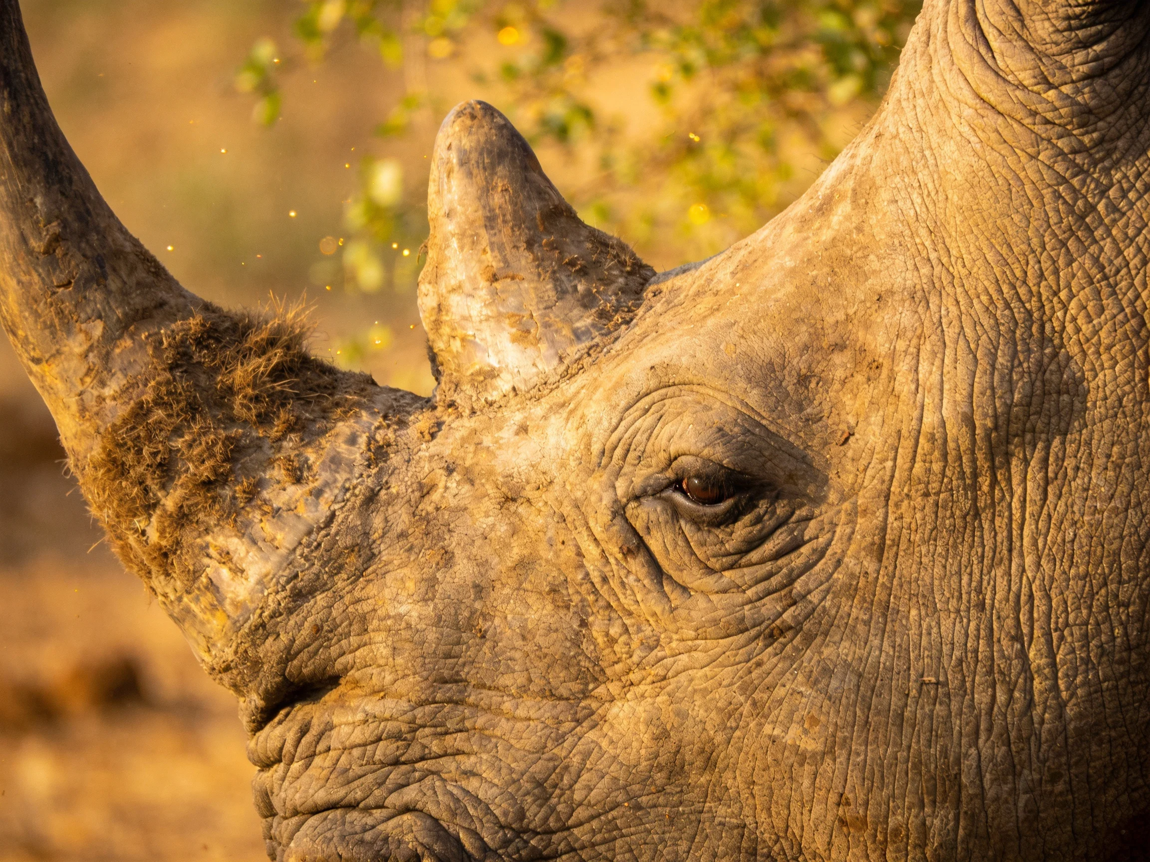 Close - up of a rhinoceros with rugged, earthy skin and warm lighting