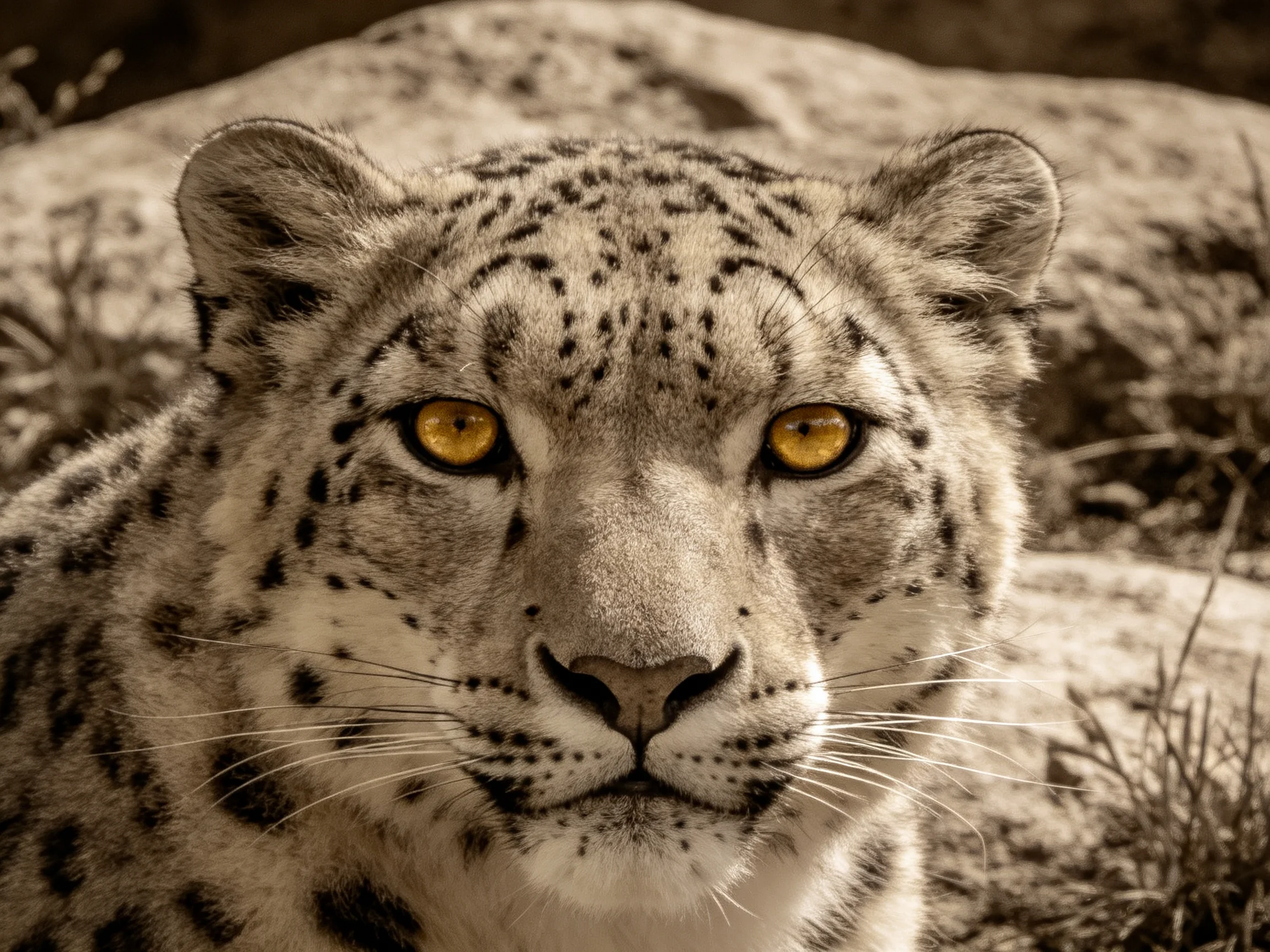 Close-up of a snow leopard with bright yellow eyes near rocky formations