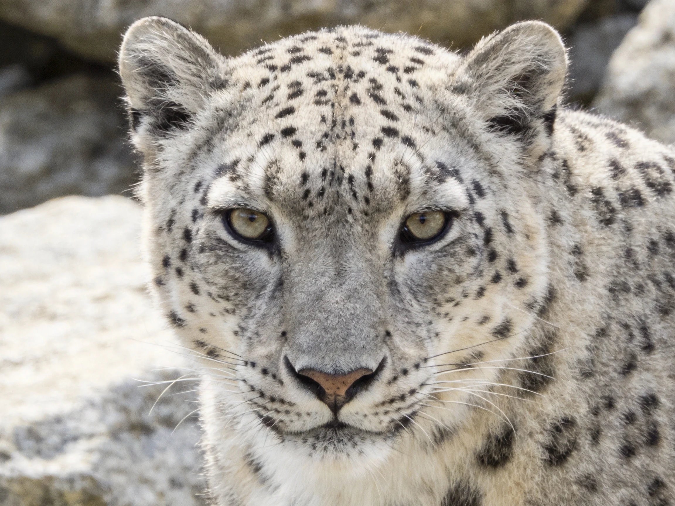 A snow leopard with spotted fur is shown in close-up.