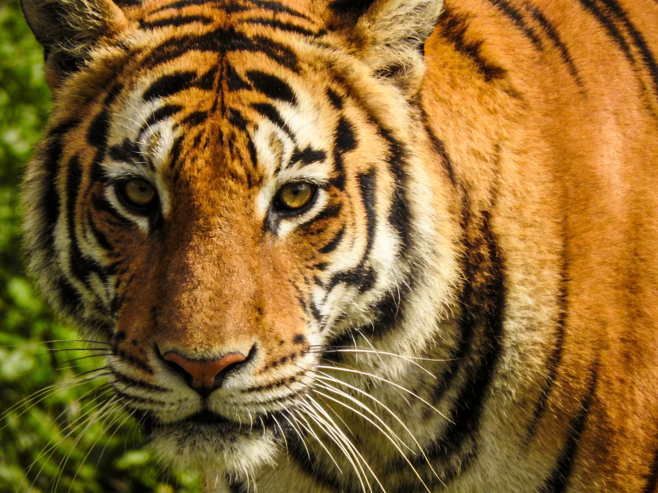 Close - up of a tiger with bold black stripes and orange fur near greenery