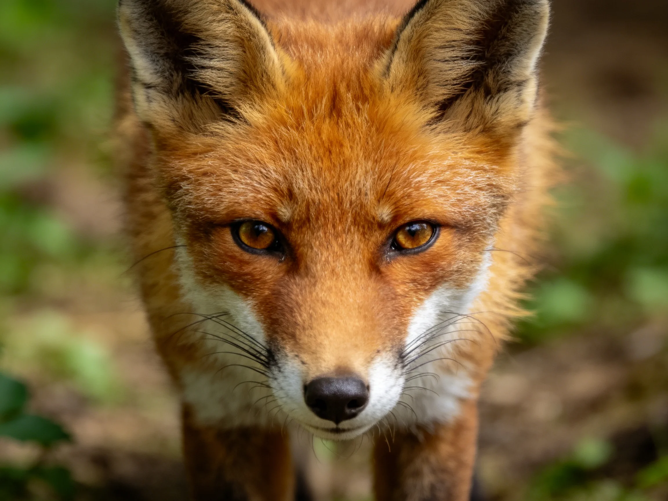 A close-up of an orange-red fox with amber eyes.