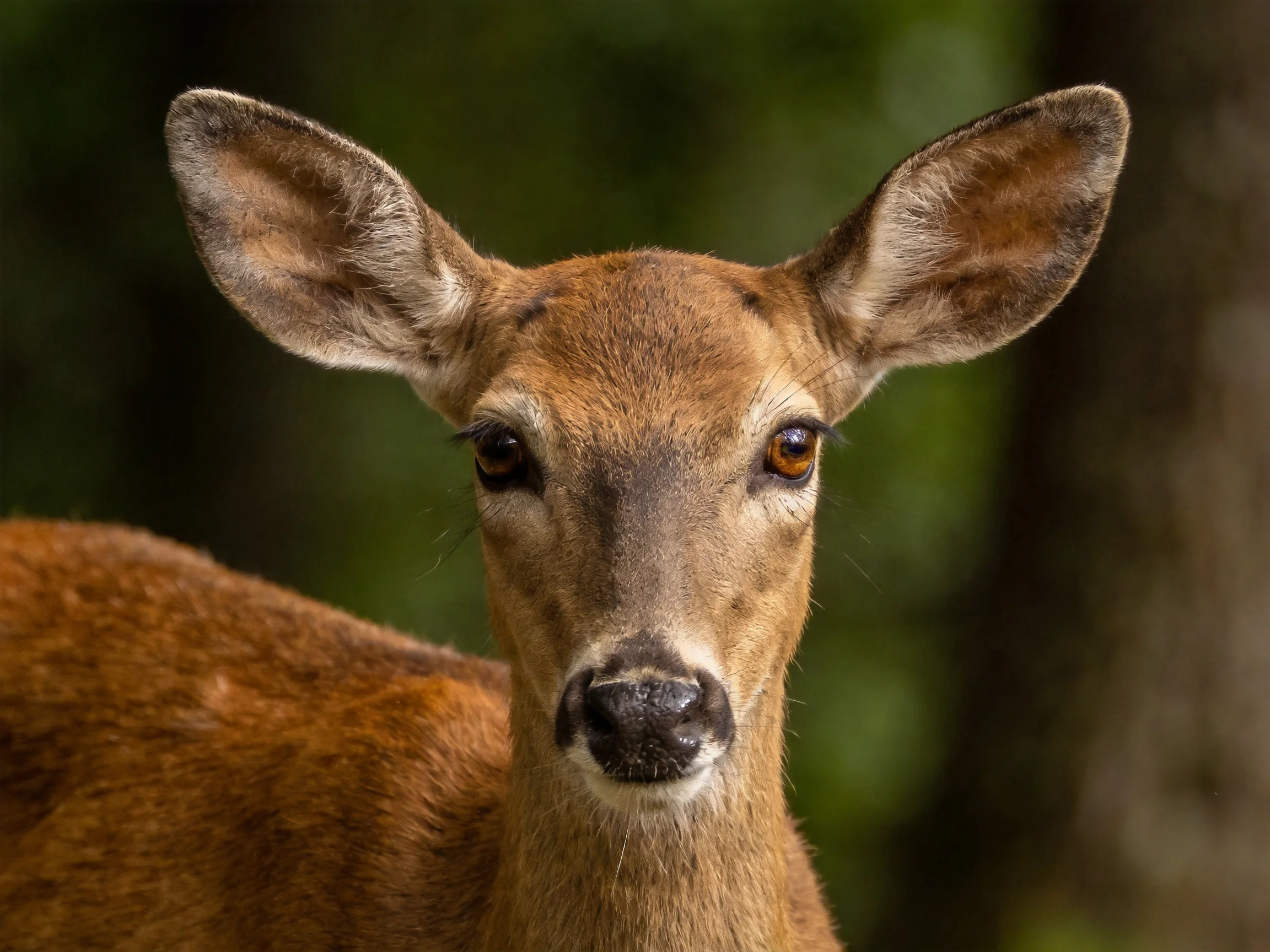 A young deer with large ears is centered against a blurred forest backdrop.