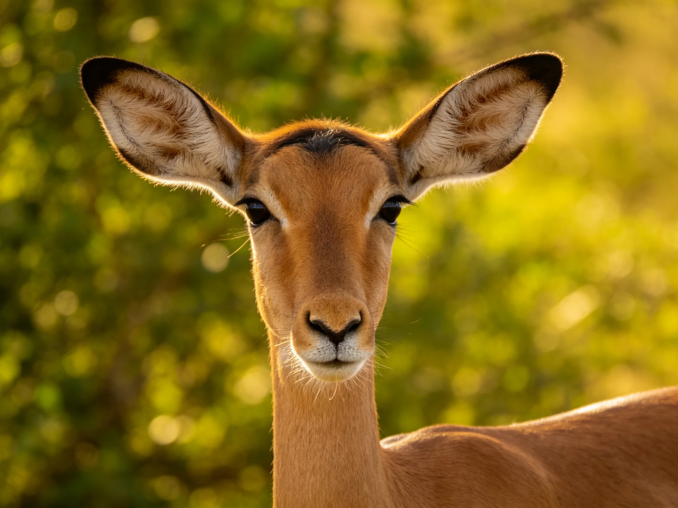 A close - up shows a young impala with large ears near green foliage.