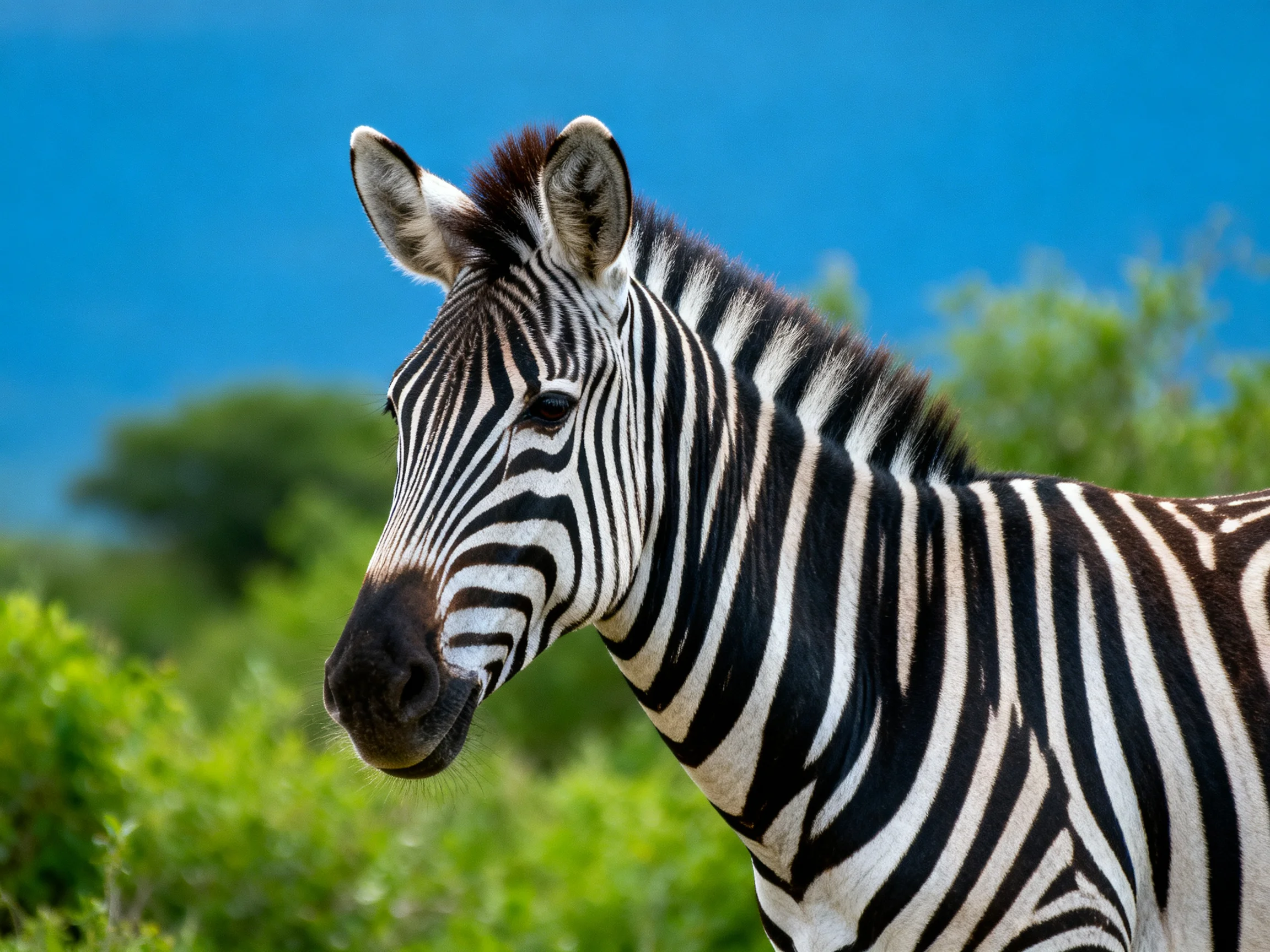 Close-up of a zebra with bold black stripes near green vegetation