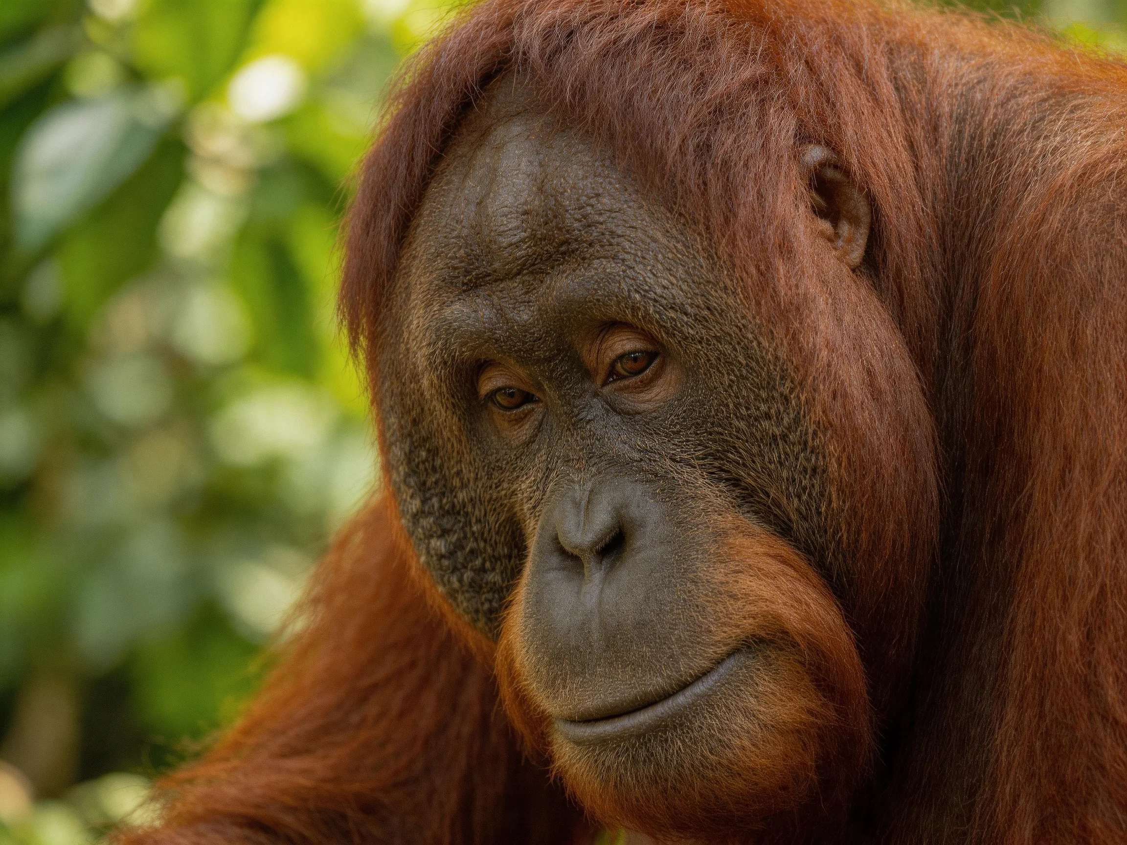 Close-up of an adult orangutan with reddish-brown fur amid green foliage