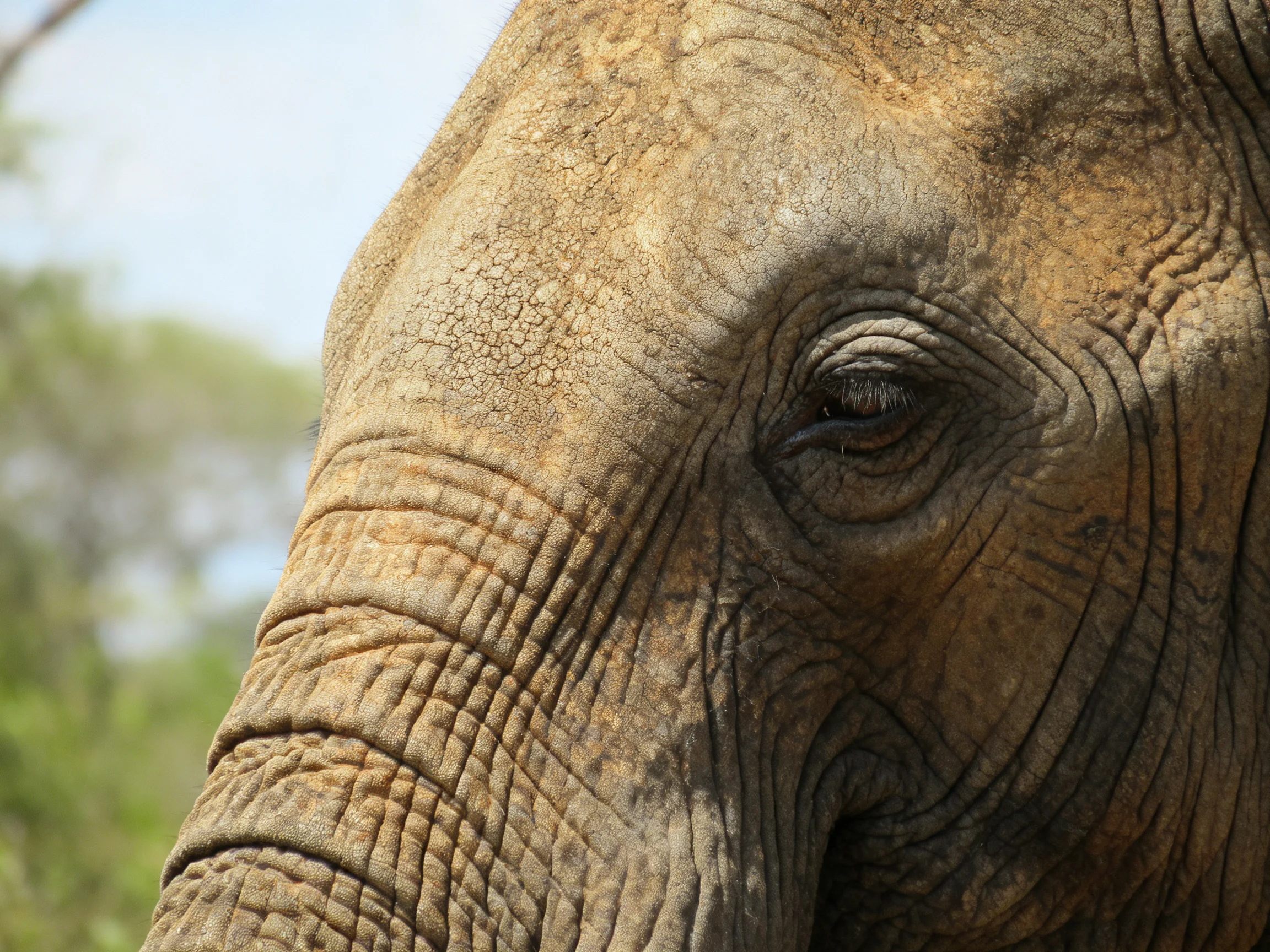 Close - up of an elephant’s textured brown face with prominent wrinkles