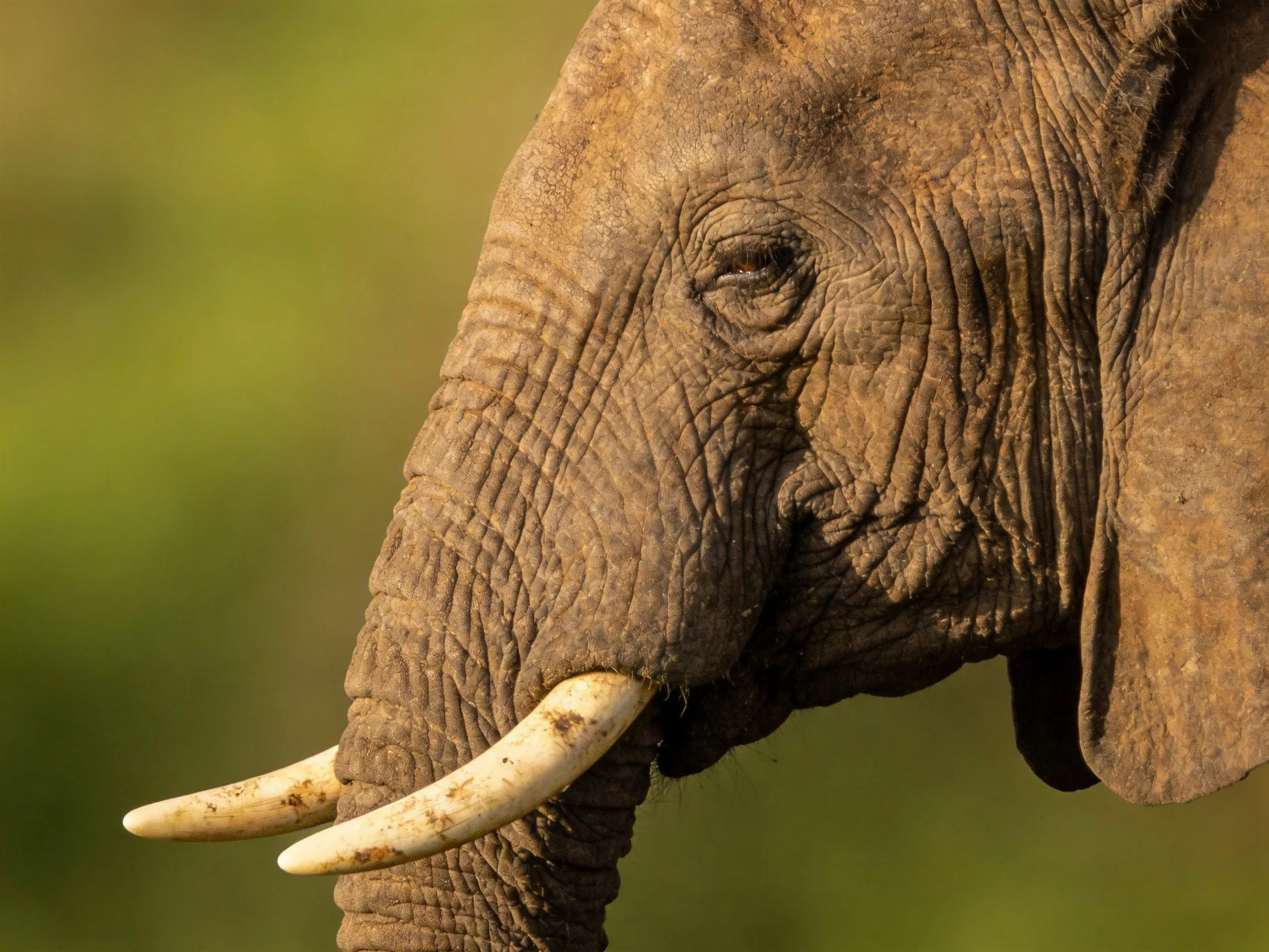 Close - up of an elephants head with large ivory tusks and wrinkled skin