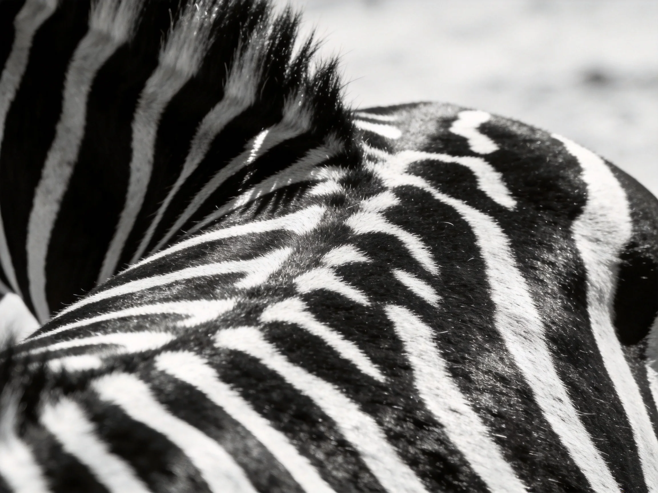 Close-up of zebras’ striking black and white striped patterns