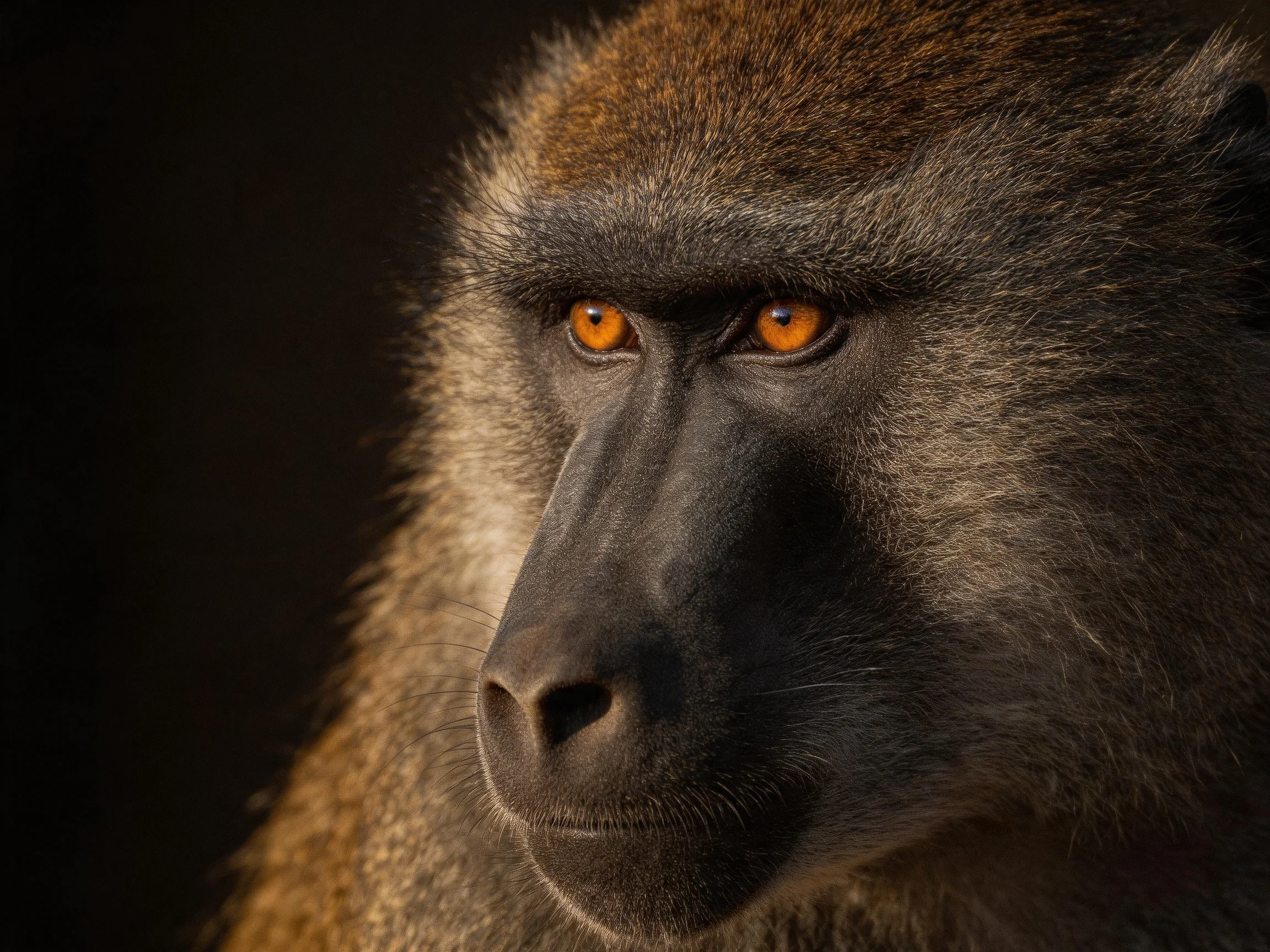 A close-up photograph highlights a baboon’s amber eyes and facial features.