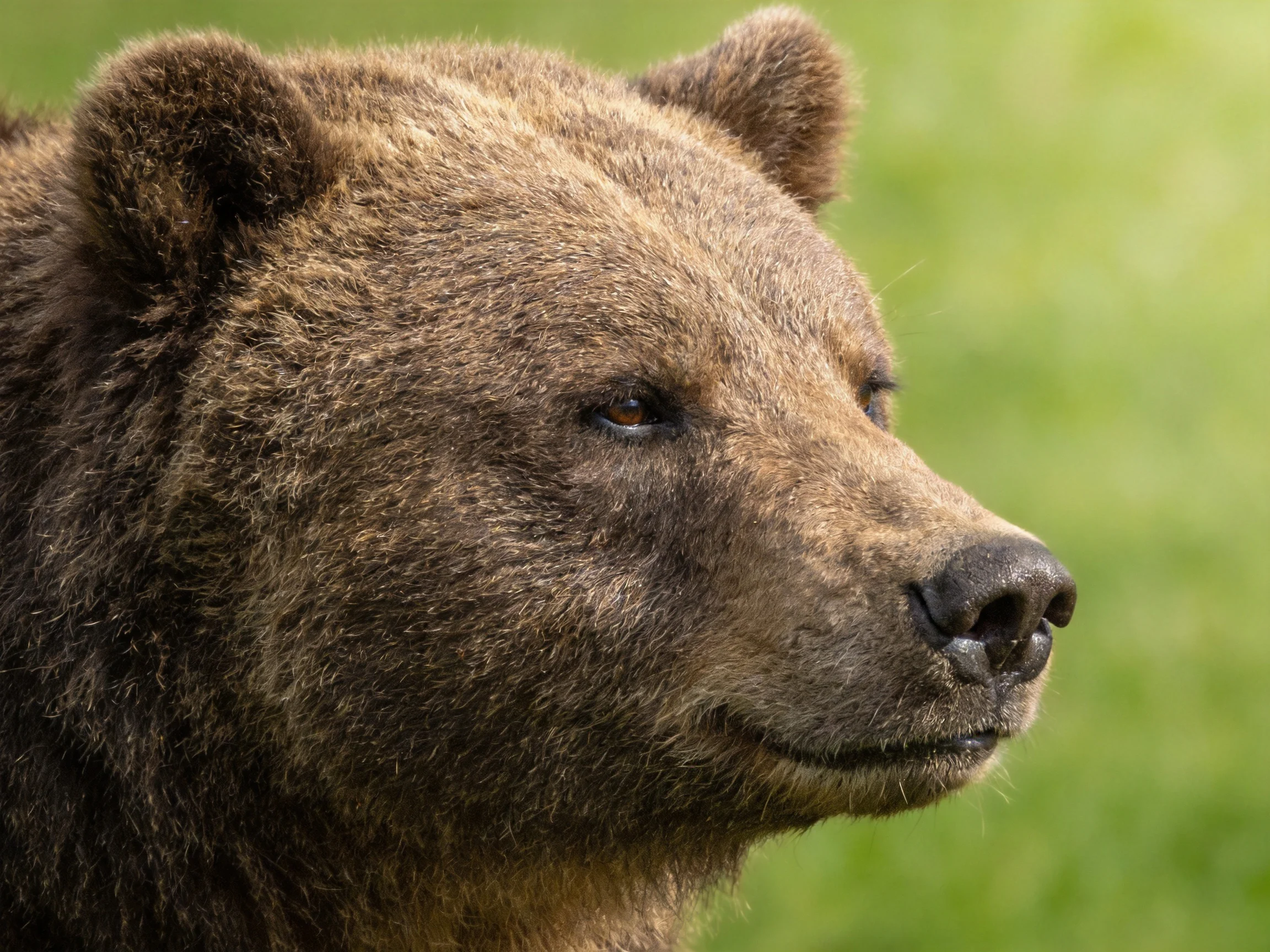 Close - up portrait of a brown grizzly bear with thick fur