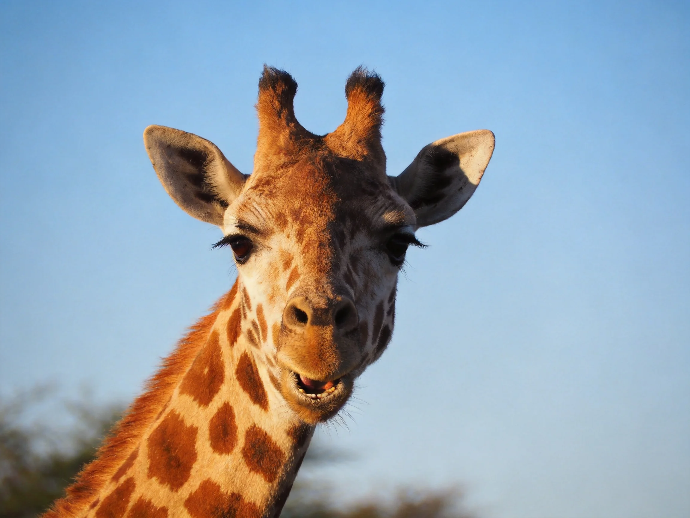 Close-up portrait of a giraffe with brown spotted patterns