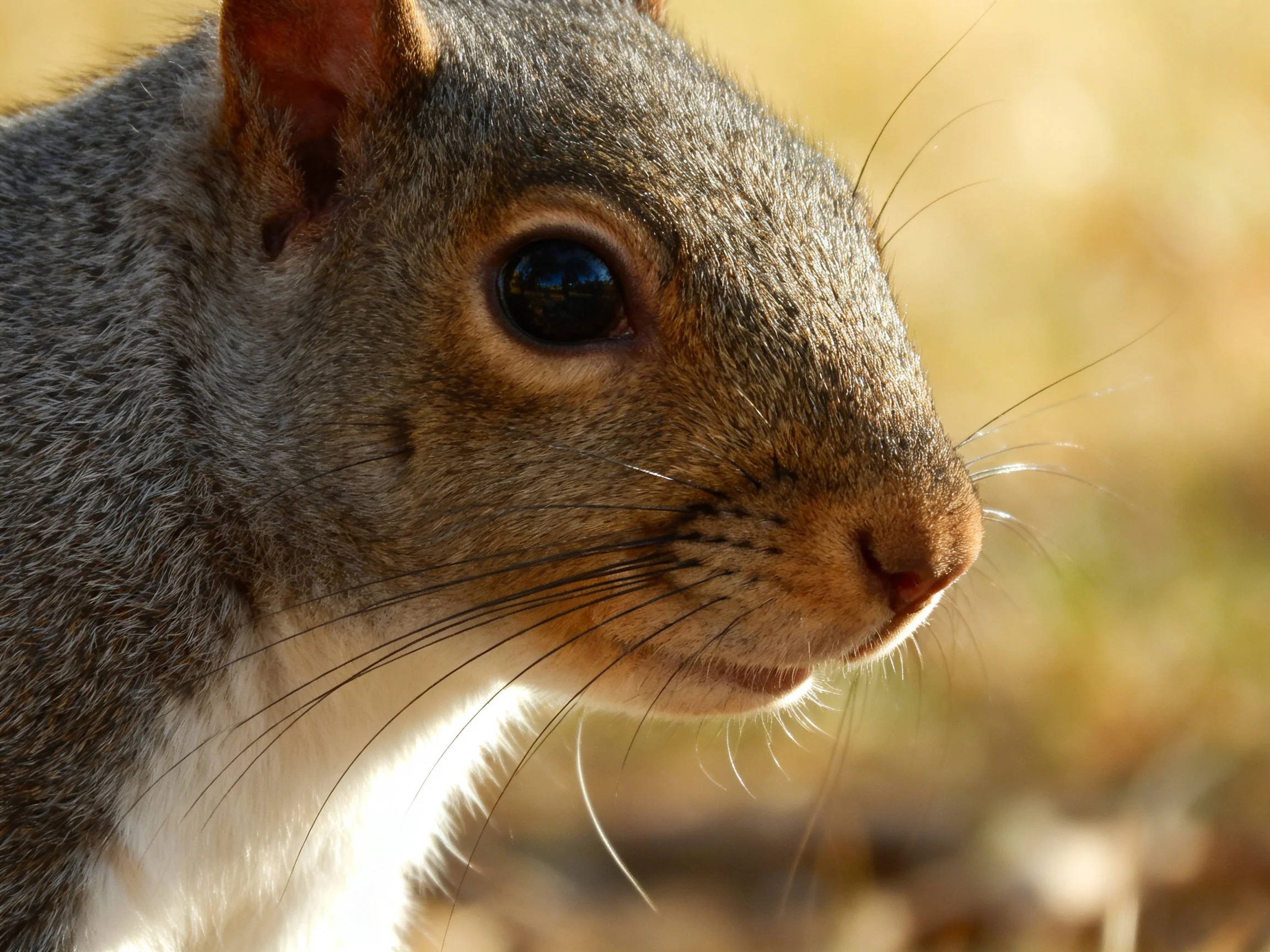 Close - up portrait of a gray squirrel with brown facial markings