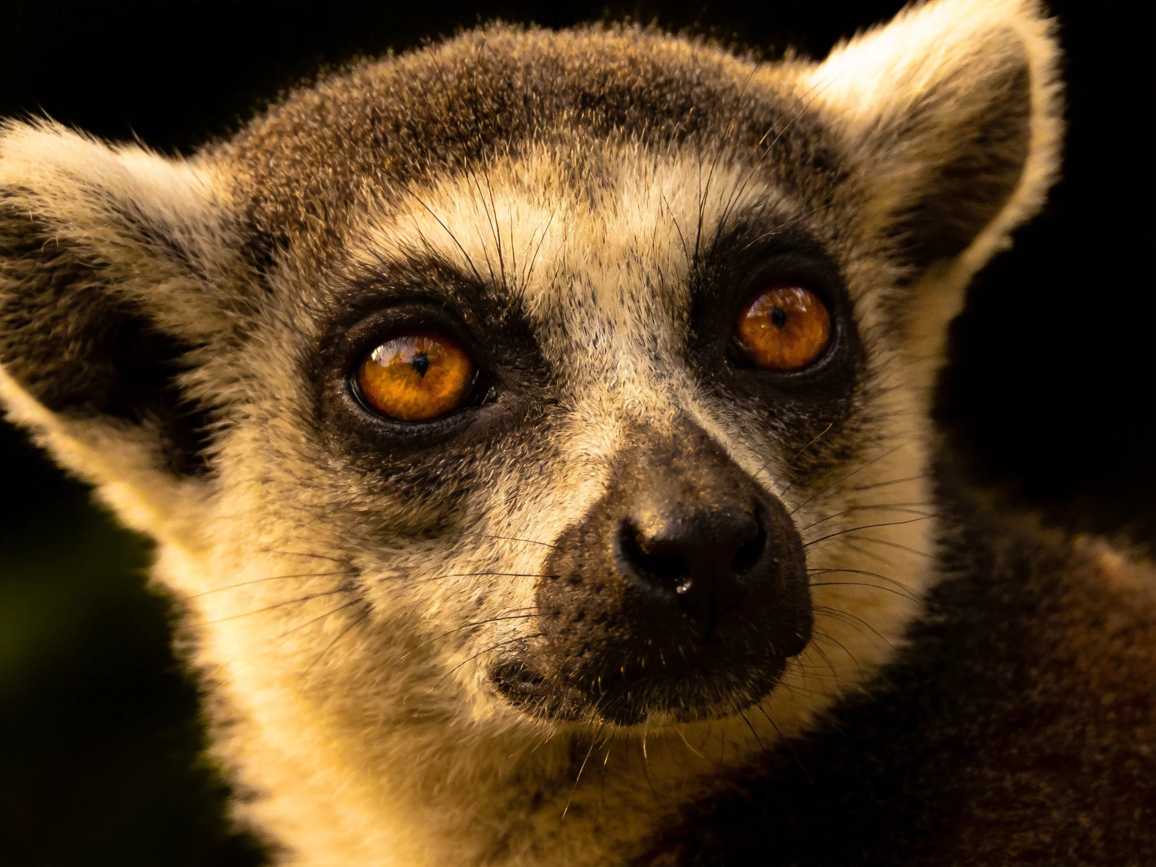Close-up portrait of a lemur with amber eyes and light tan markings