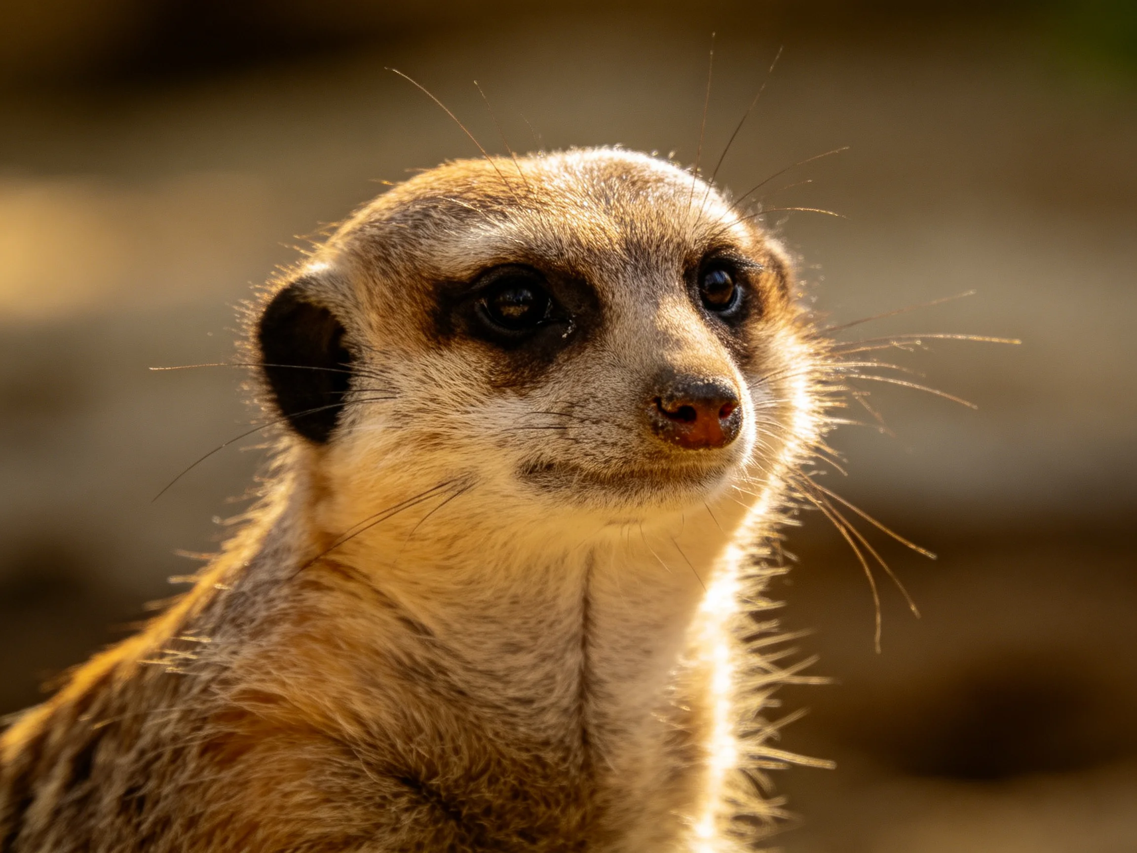 Close - up portrait of a meerkat with tan and brown fur