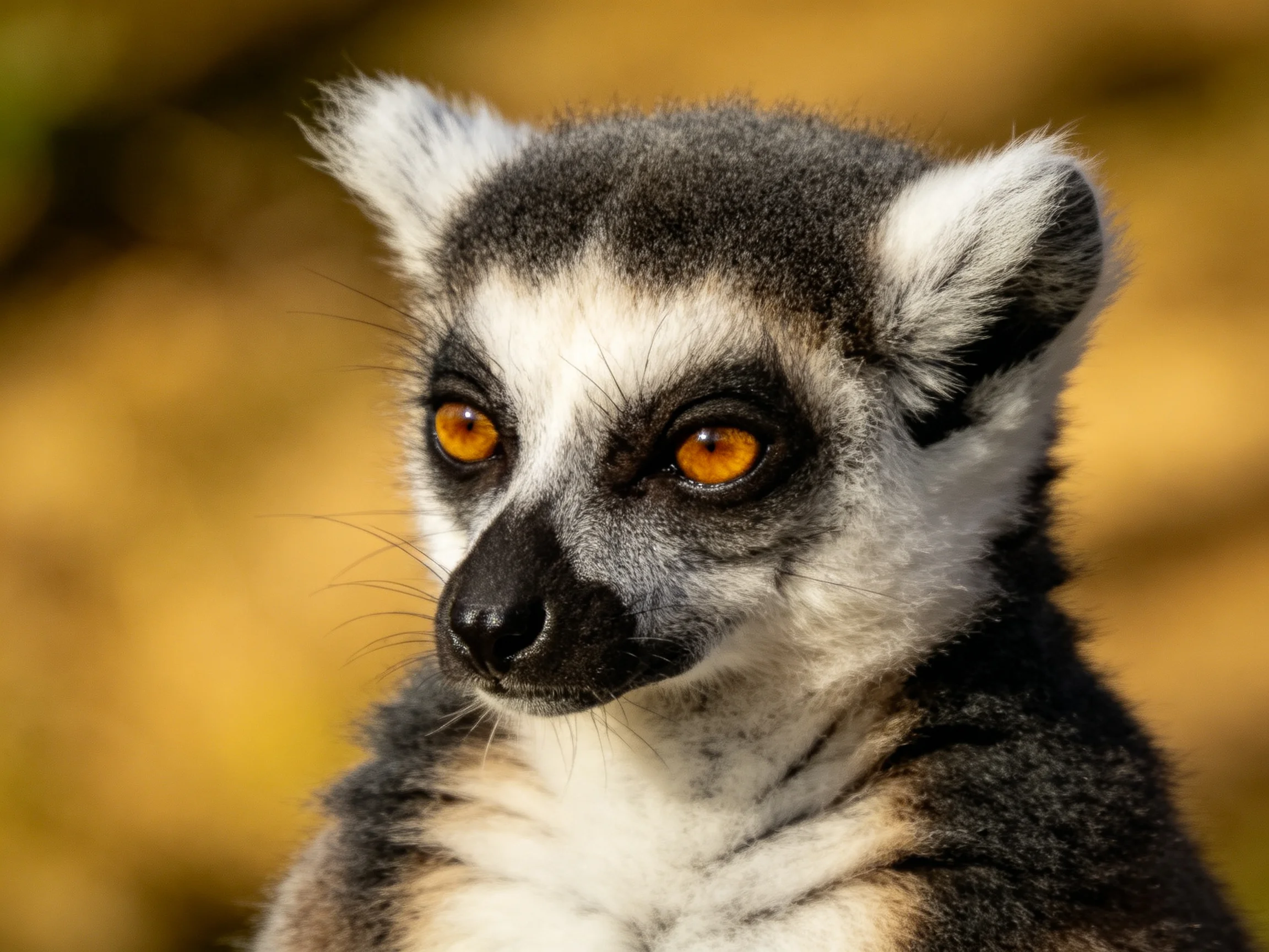 Close - up portrait of a ring - tailed lemur with amber eyes