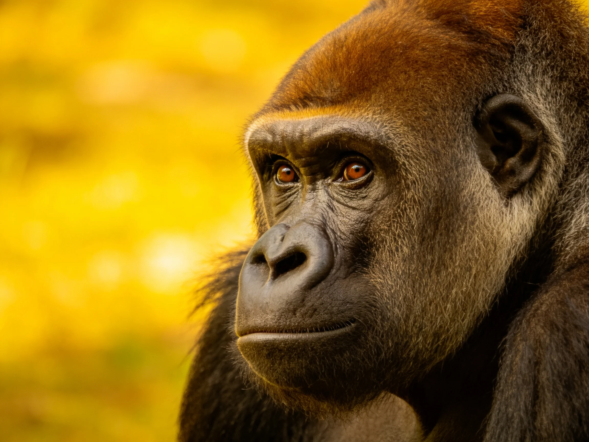 Close - up portrait of a silverback gorilla against golden foliage