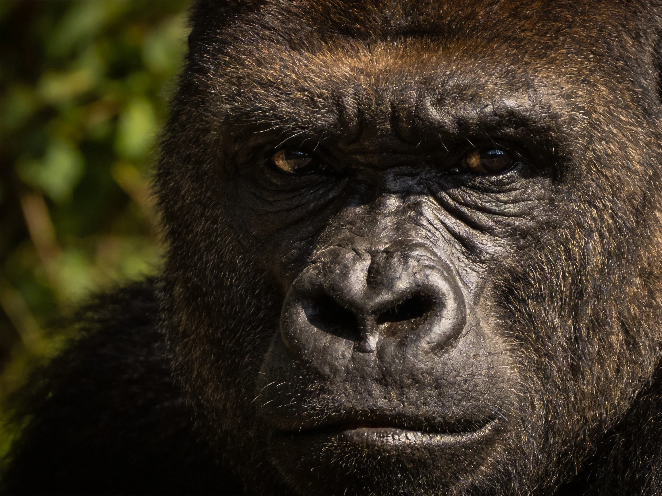 Close-up portrait of a silverback gorilla with dark brown fur