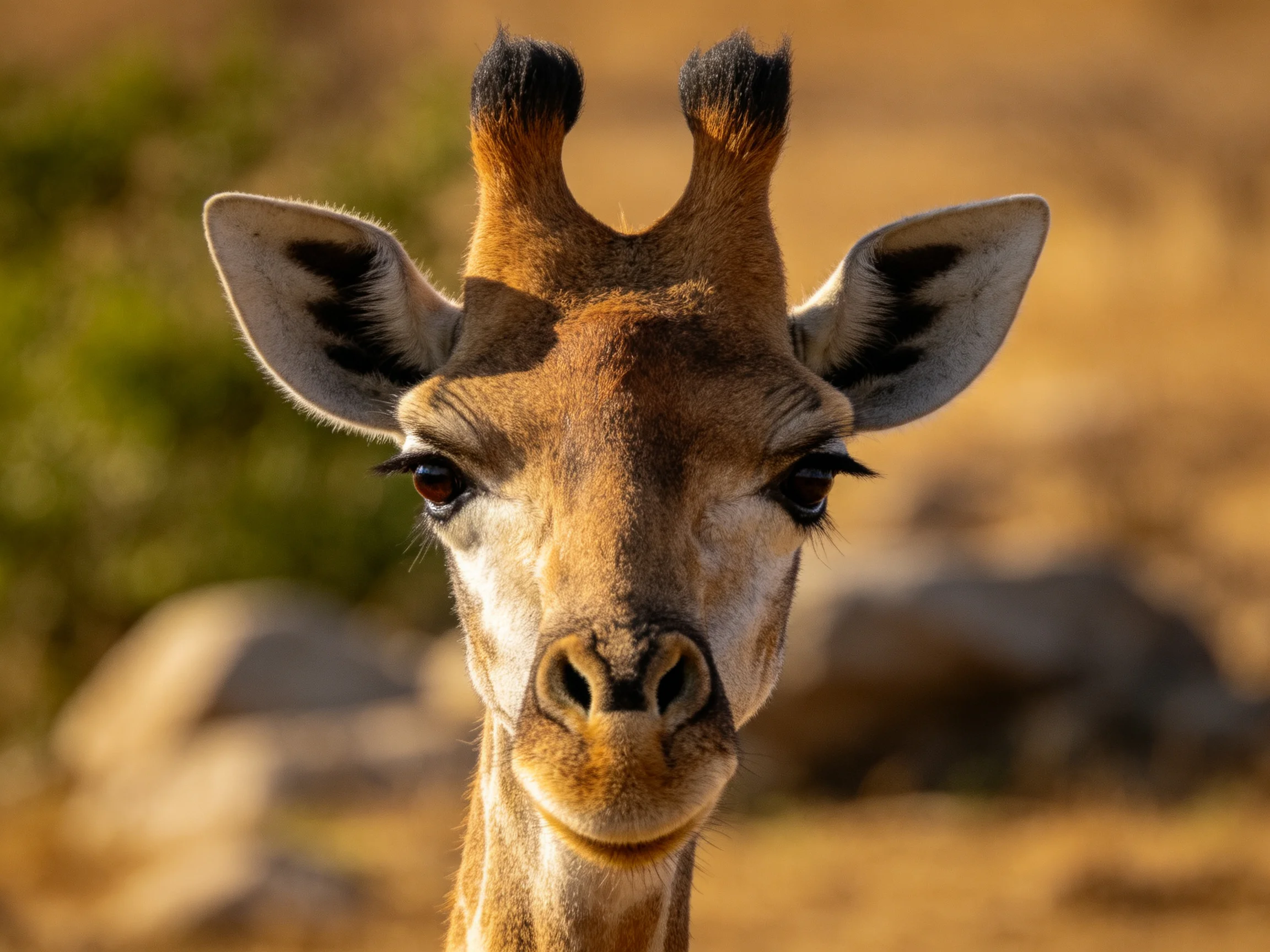 A young giraffe looks directly at the camera amidst a softly blurred natural environment.