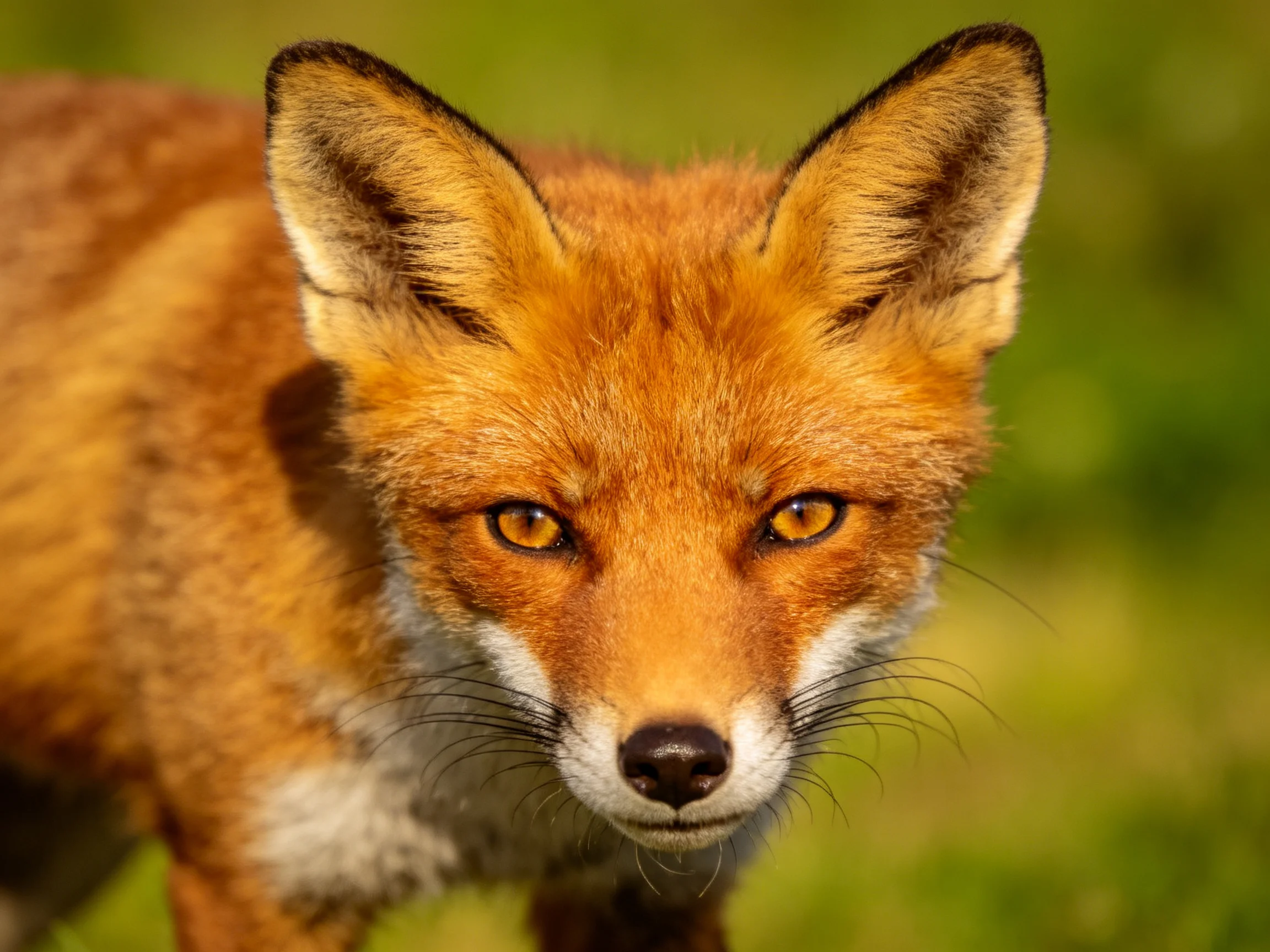 An orange-red fox with bright amber eyes is shown up close against a blurred green background.