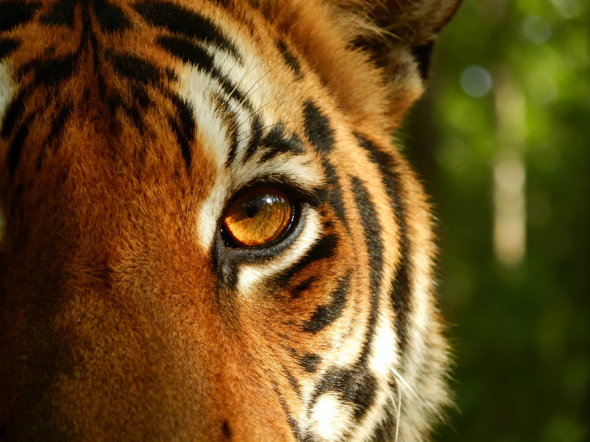 Close-up view of a tiger’s face with vibrant orange fur and bold black stripes