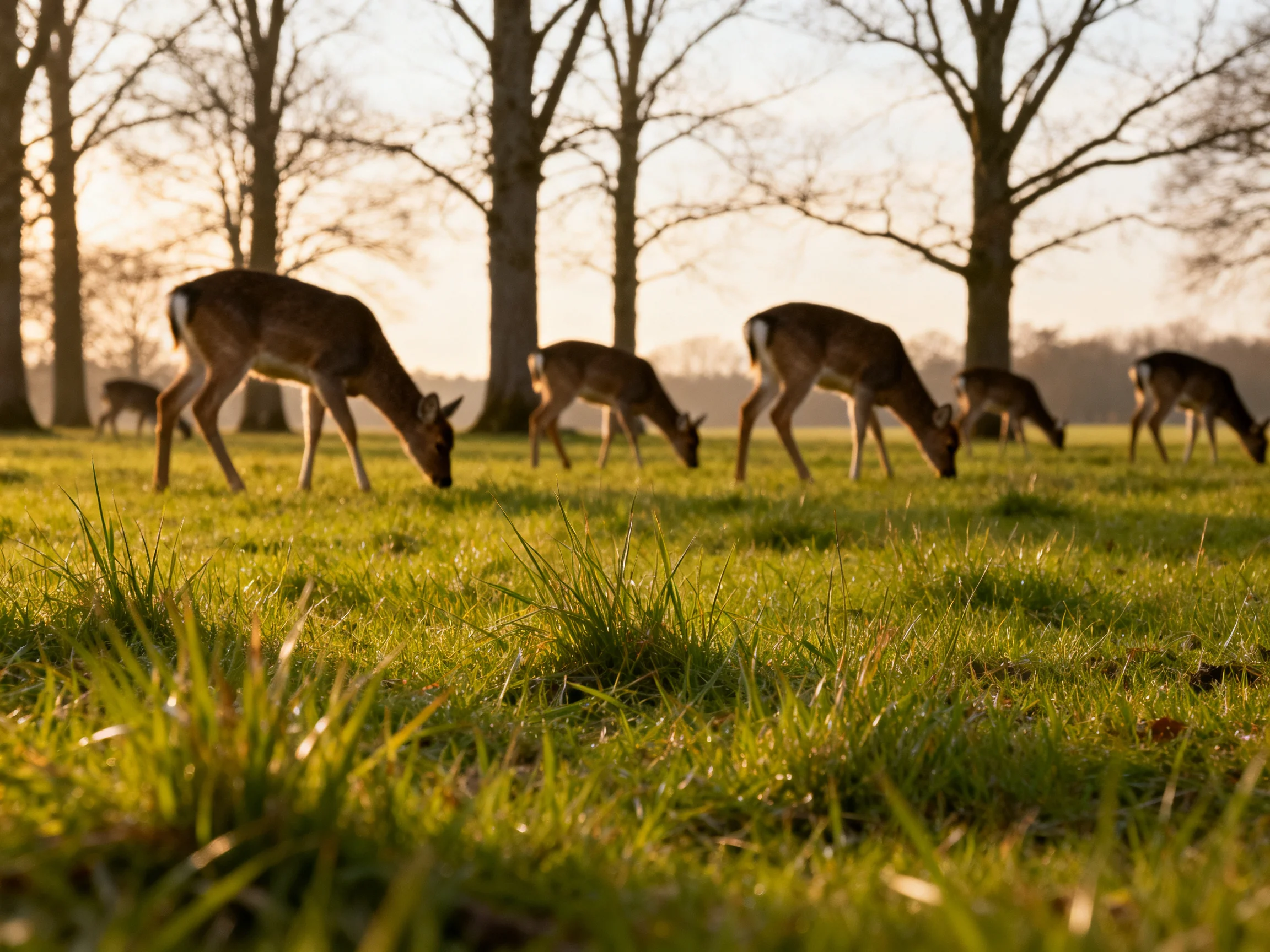 Deer graze in a sunlit meadow near tall trees
