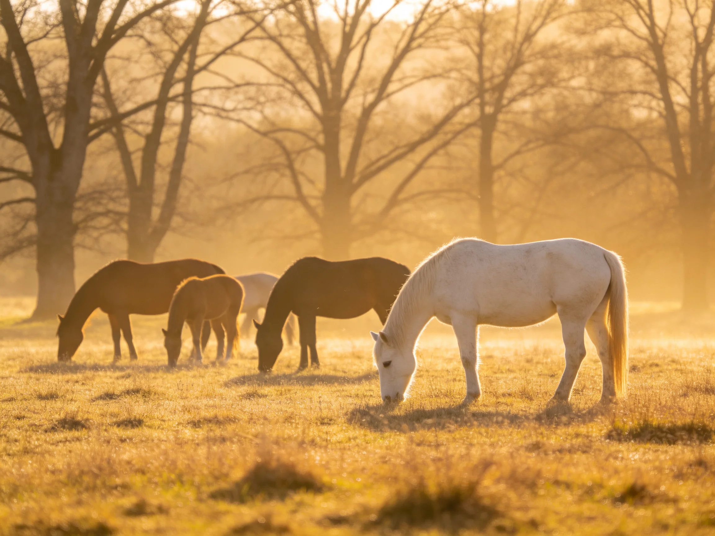 Five horses graze in a sunlit field near bare trees.