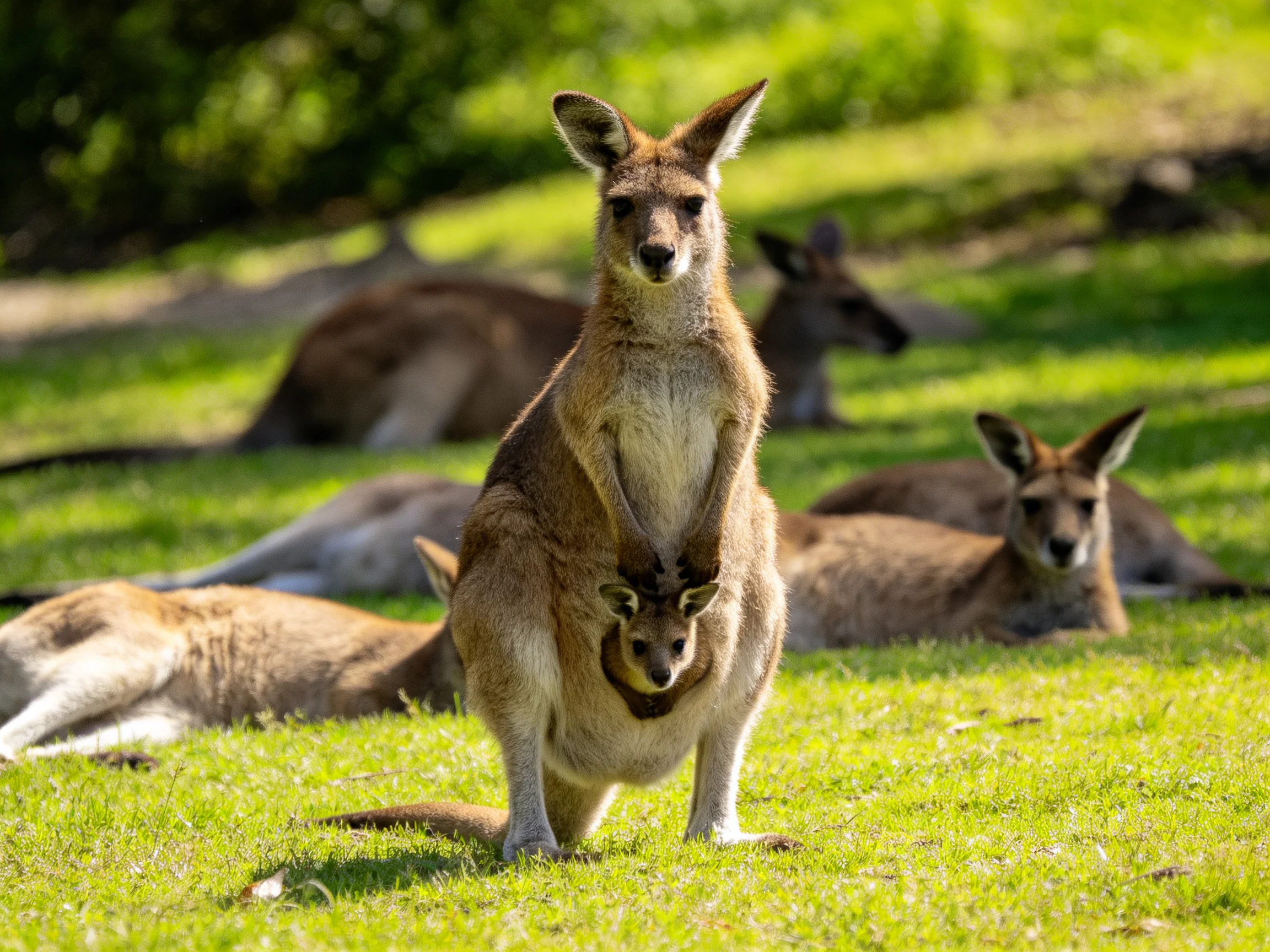 Five tan kangaroos rest on bright green grass in sunlight