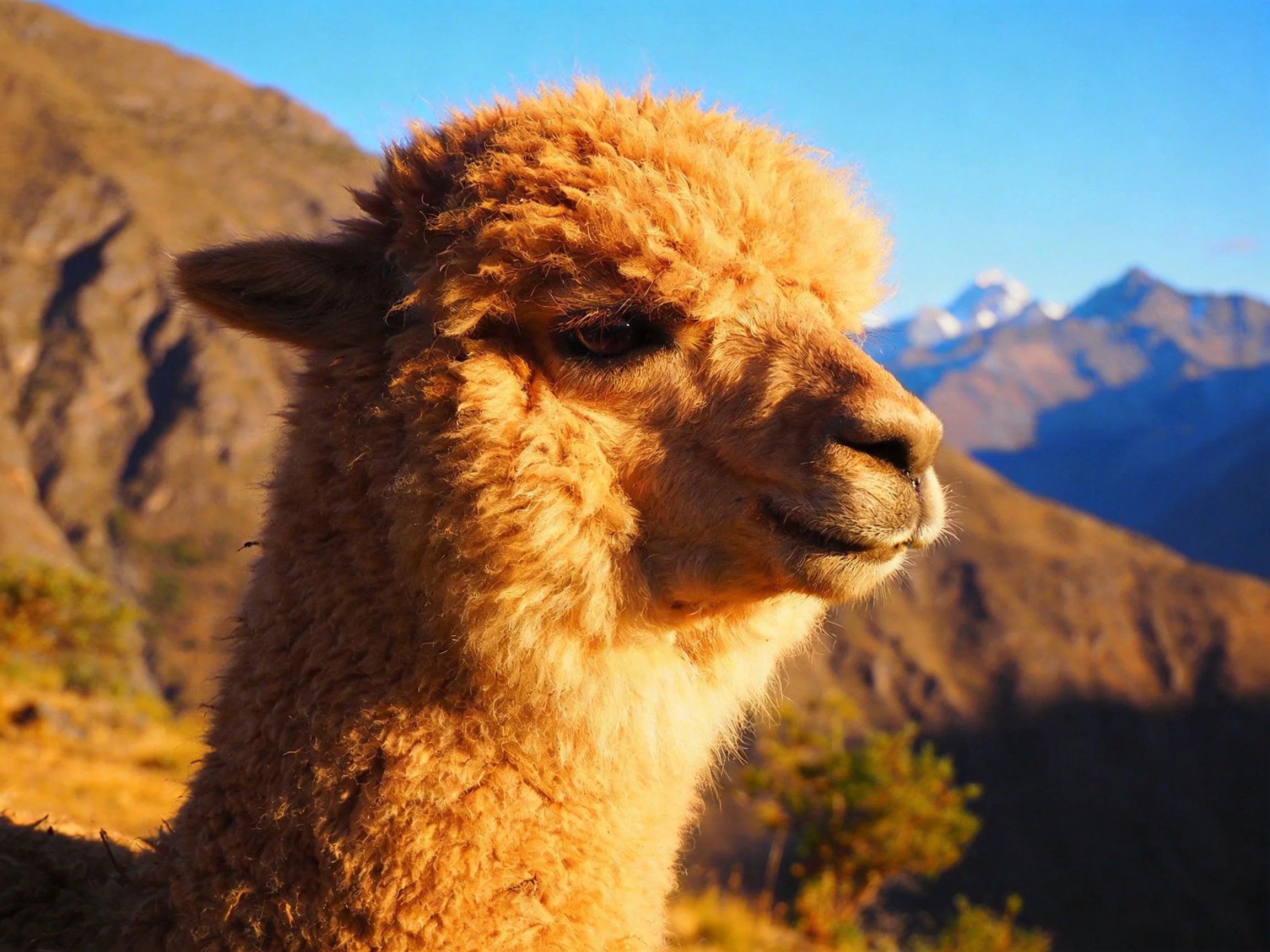 A tan alpaca is shown in profile with mountains in the background.