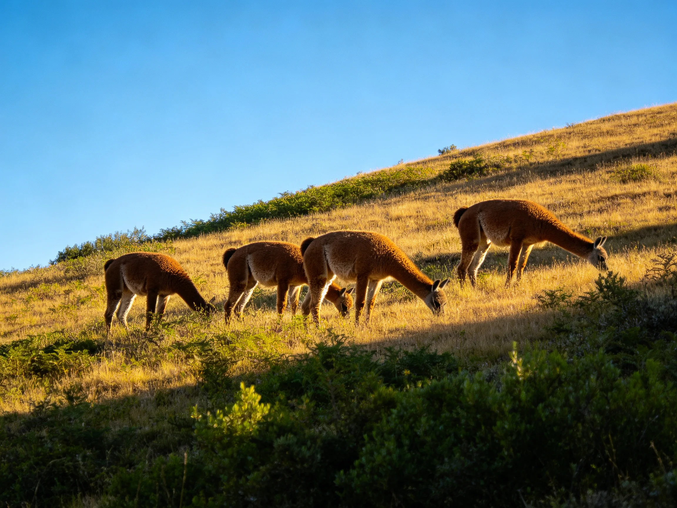 Four brown animals graze on a sunlit hillside with green bushes.