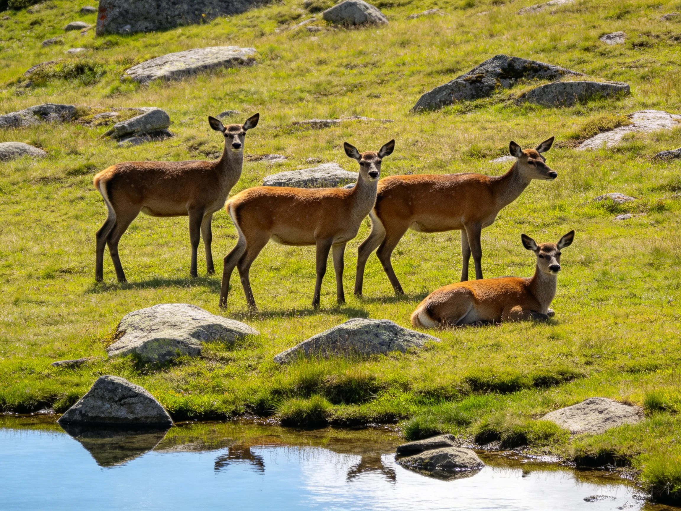 Four brown deer in a rocky green meadow near a small pond