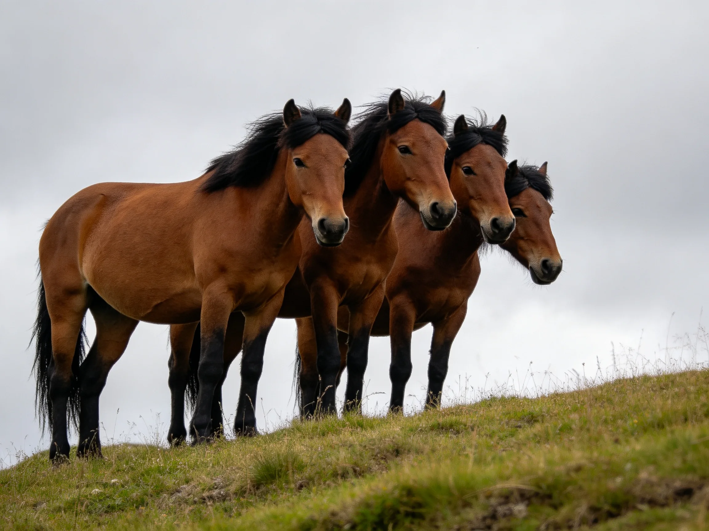 Four chestnut horses stand grouped on a grassy hilltop under an overcast sky.