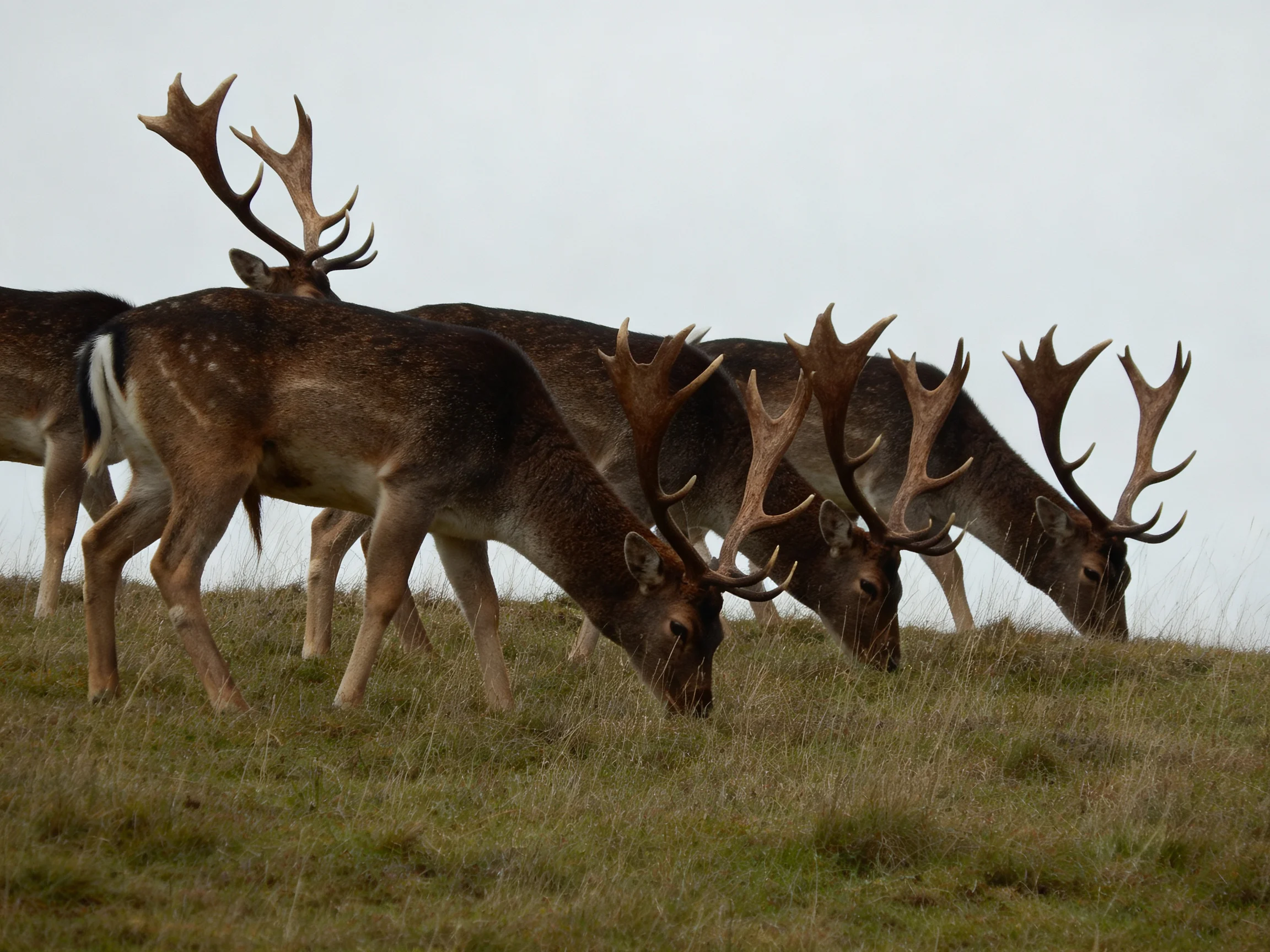 Four deer with large antlers graze in an open grassy field