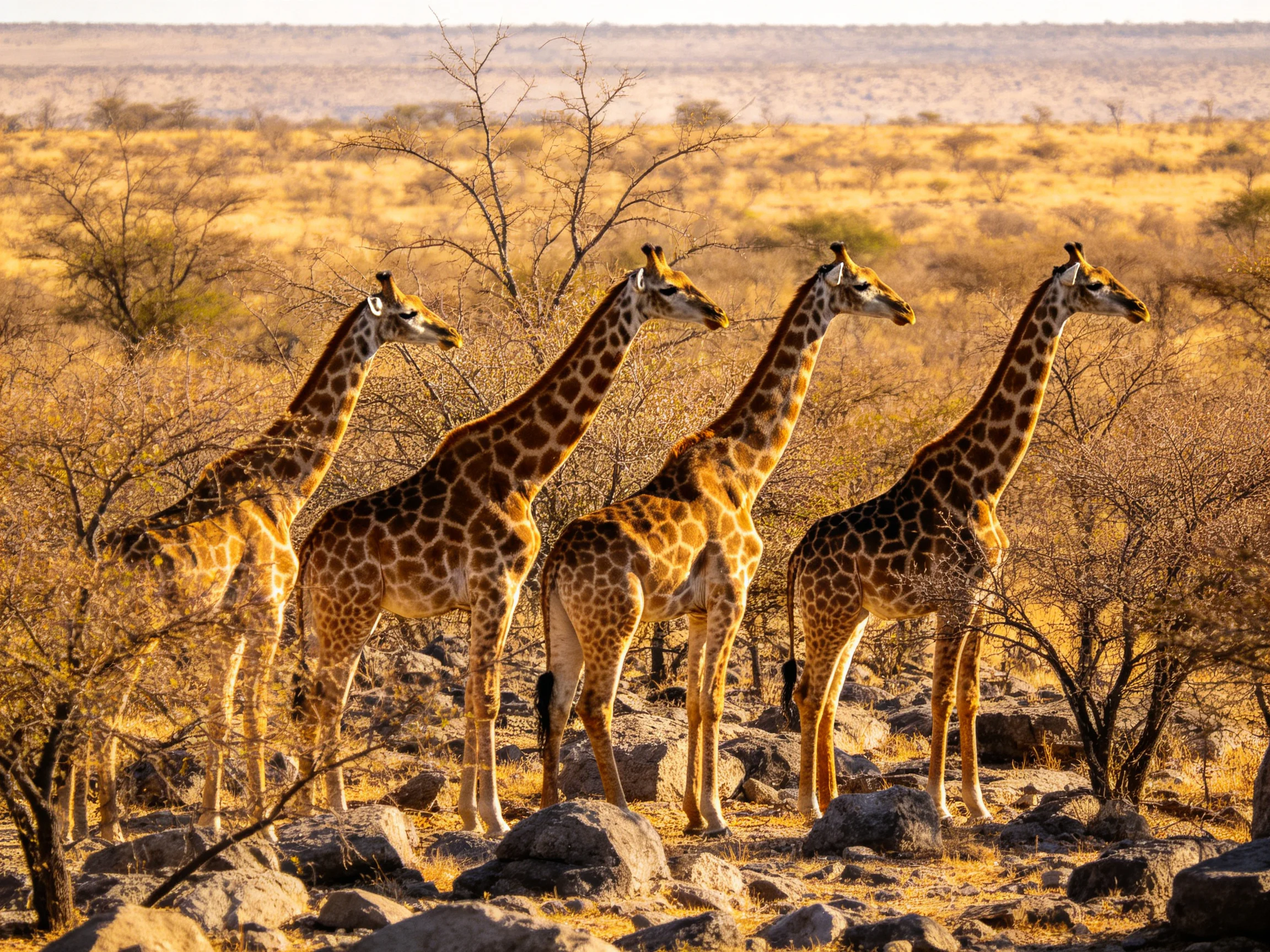 Four giraffes in a golden savannah with rocky terrain and sparse trees