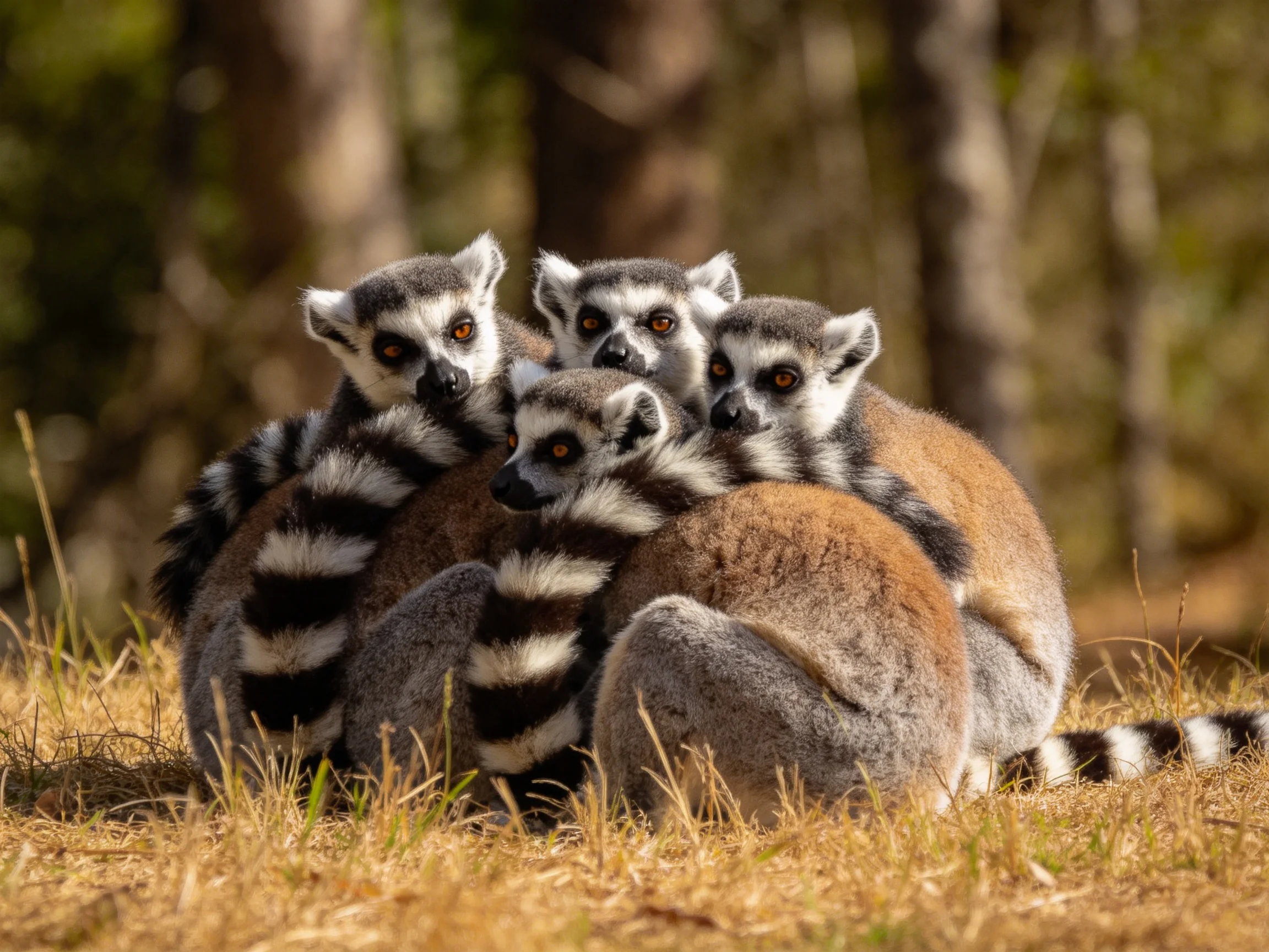 Four ring - tailed lemurs huddle together in a sunlit forest clearing