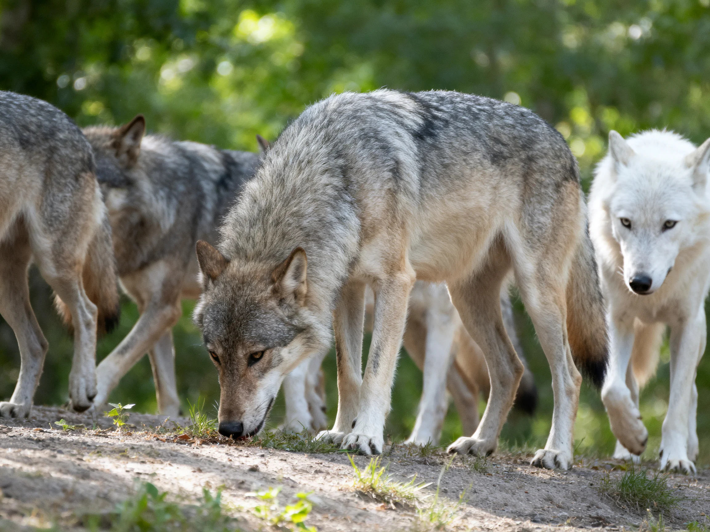Four wolves in gray and white traverse a sunlit forest path