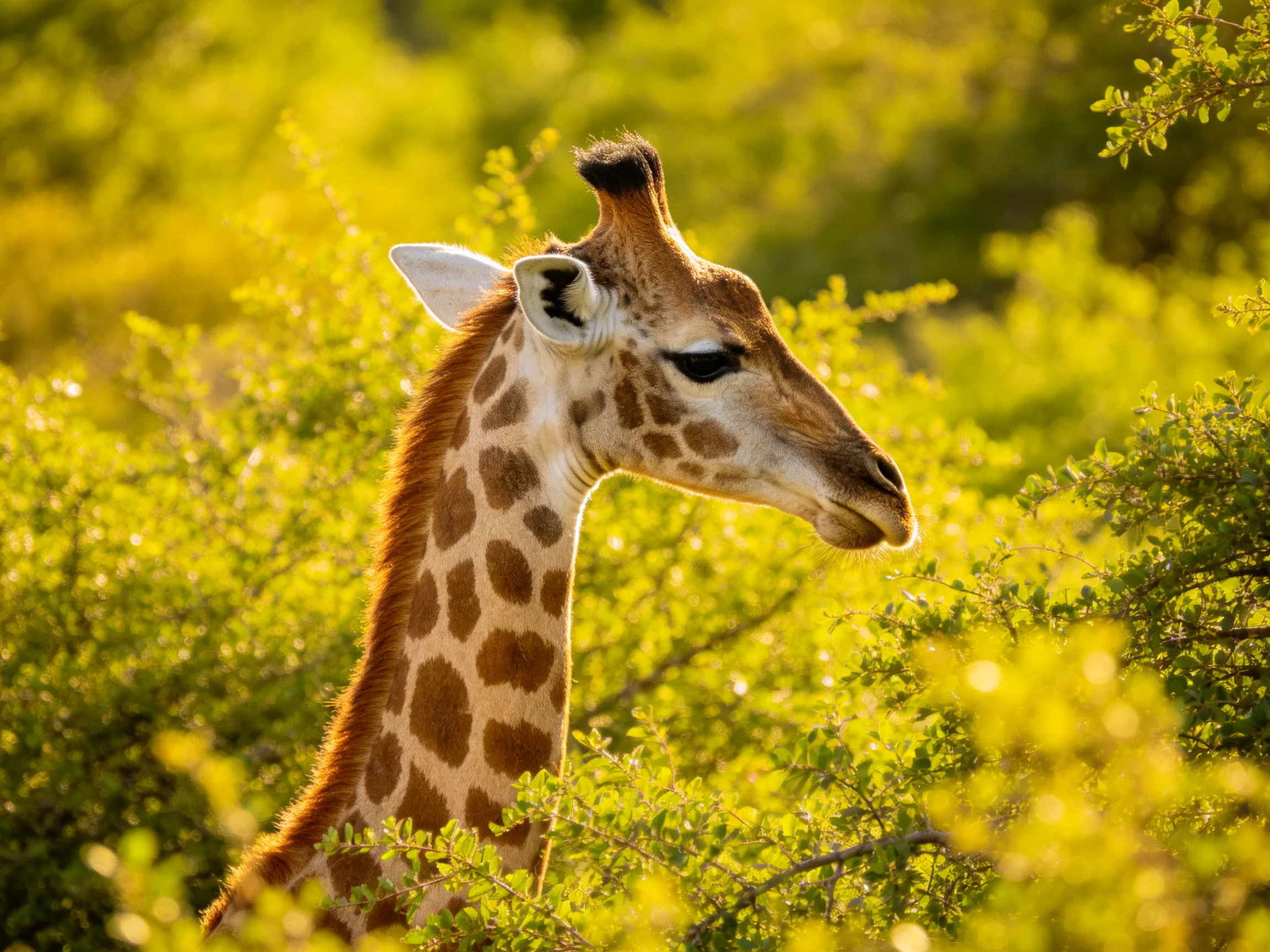 A giraffe with brown patches stands among dense green foliage.